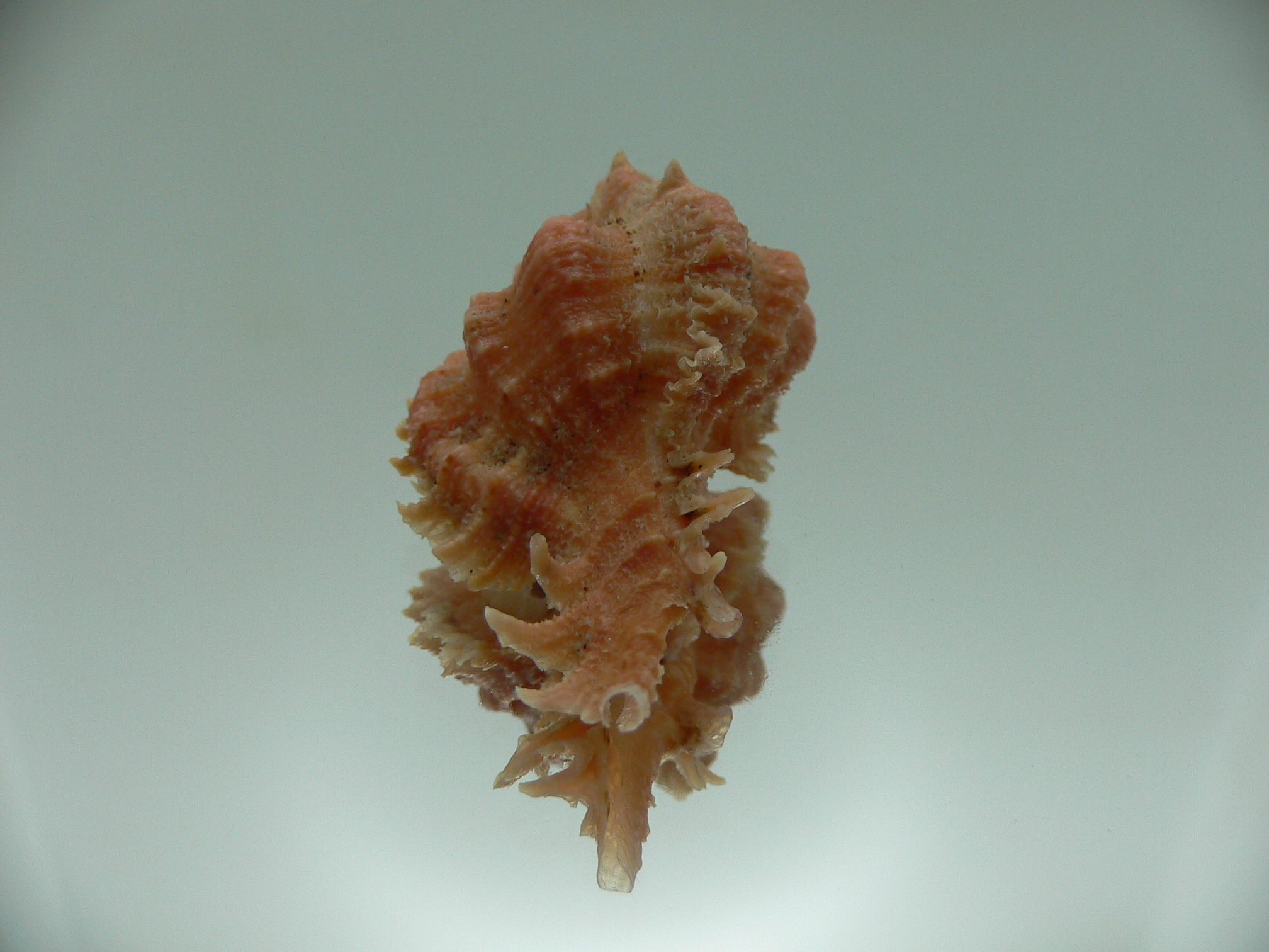 Chicomurex gloriosus GLOBOSE