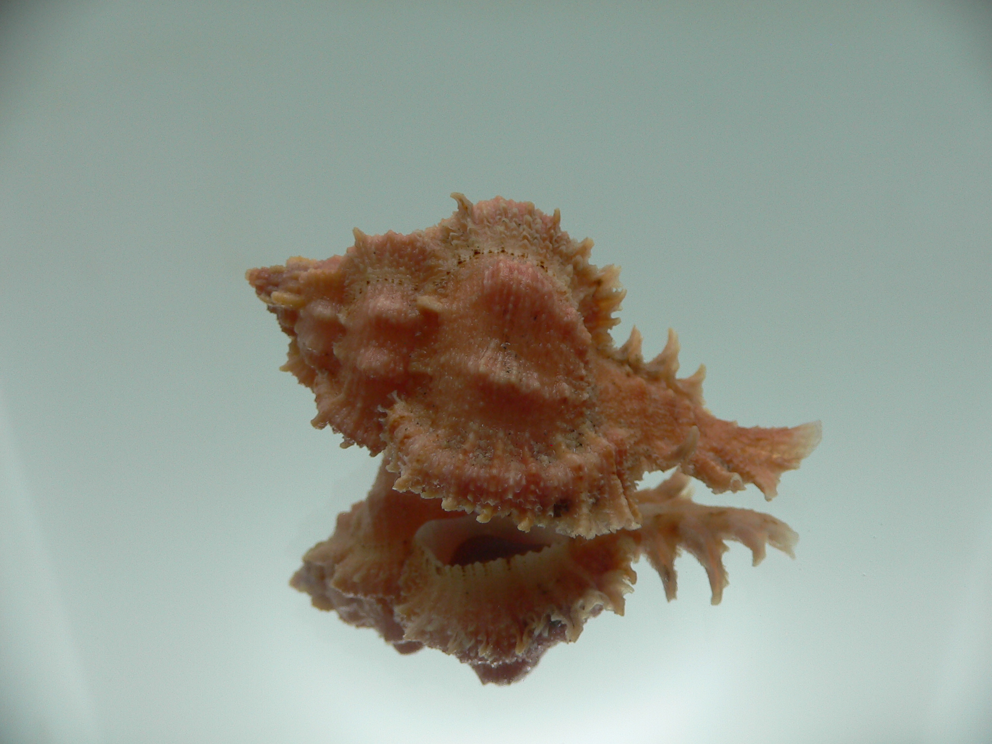 Chicomurex gloriosus GLOBOSE