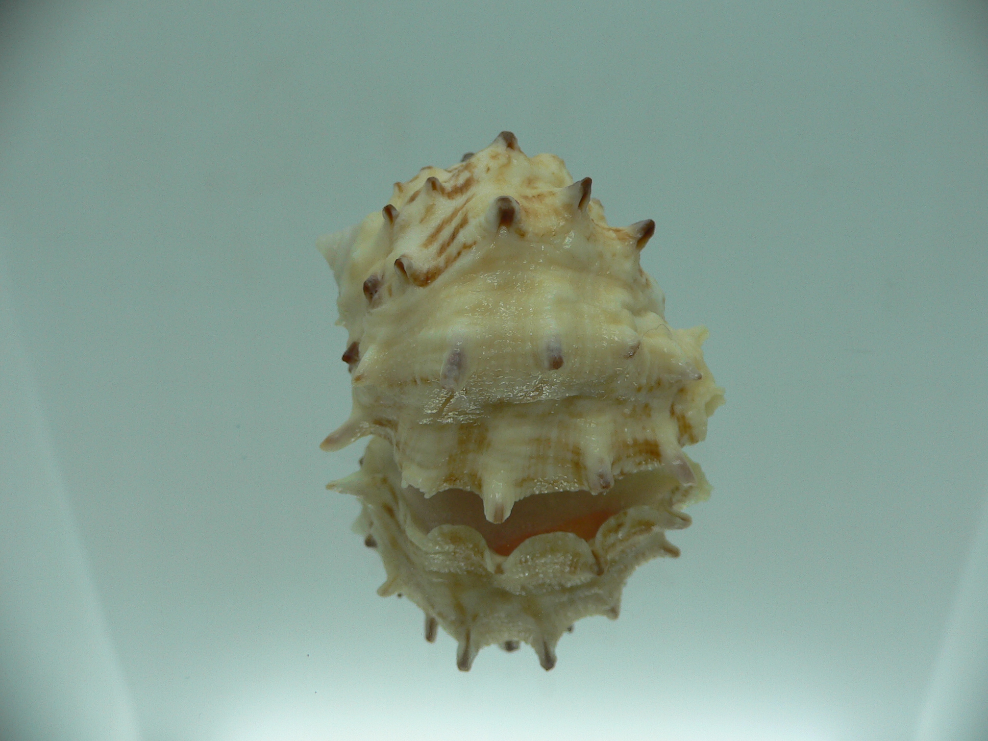 Drupa rubusidaeus LONG THORNS