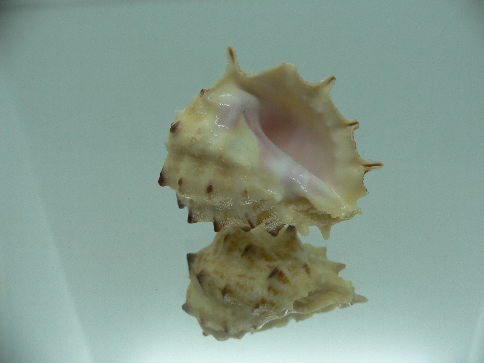 Drupa rubusidaeus LONG THORNS