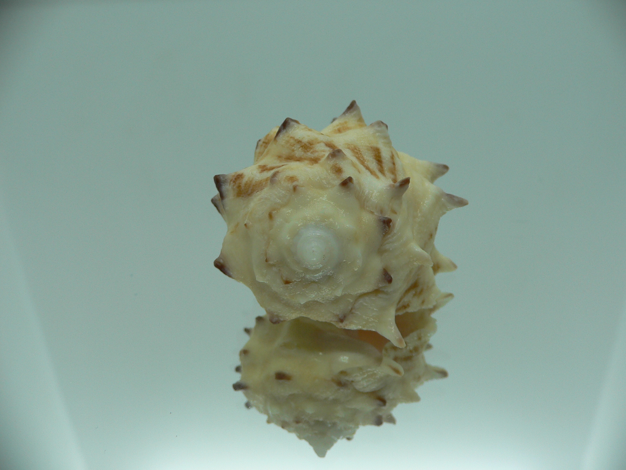 Drupa rubusidaeus LONG THORNS