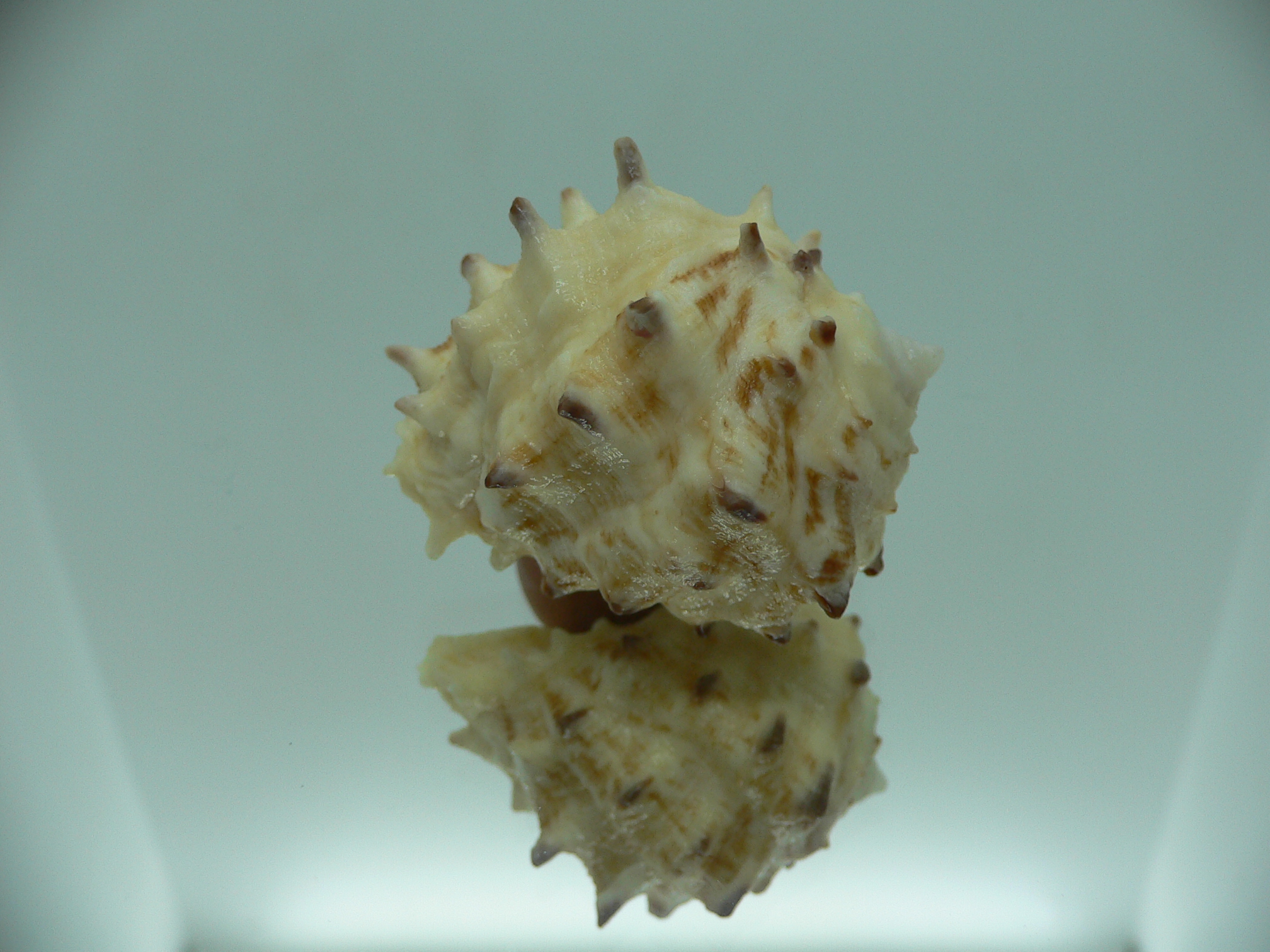 Drupa rubusidaeus LONG THORNS