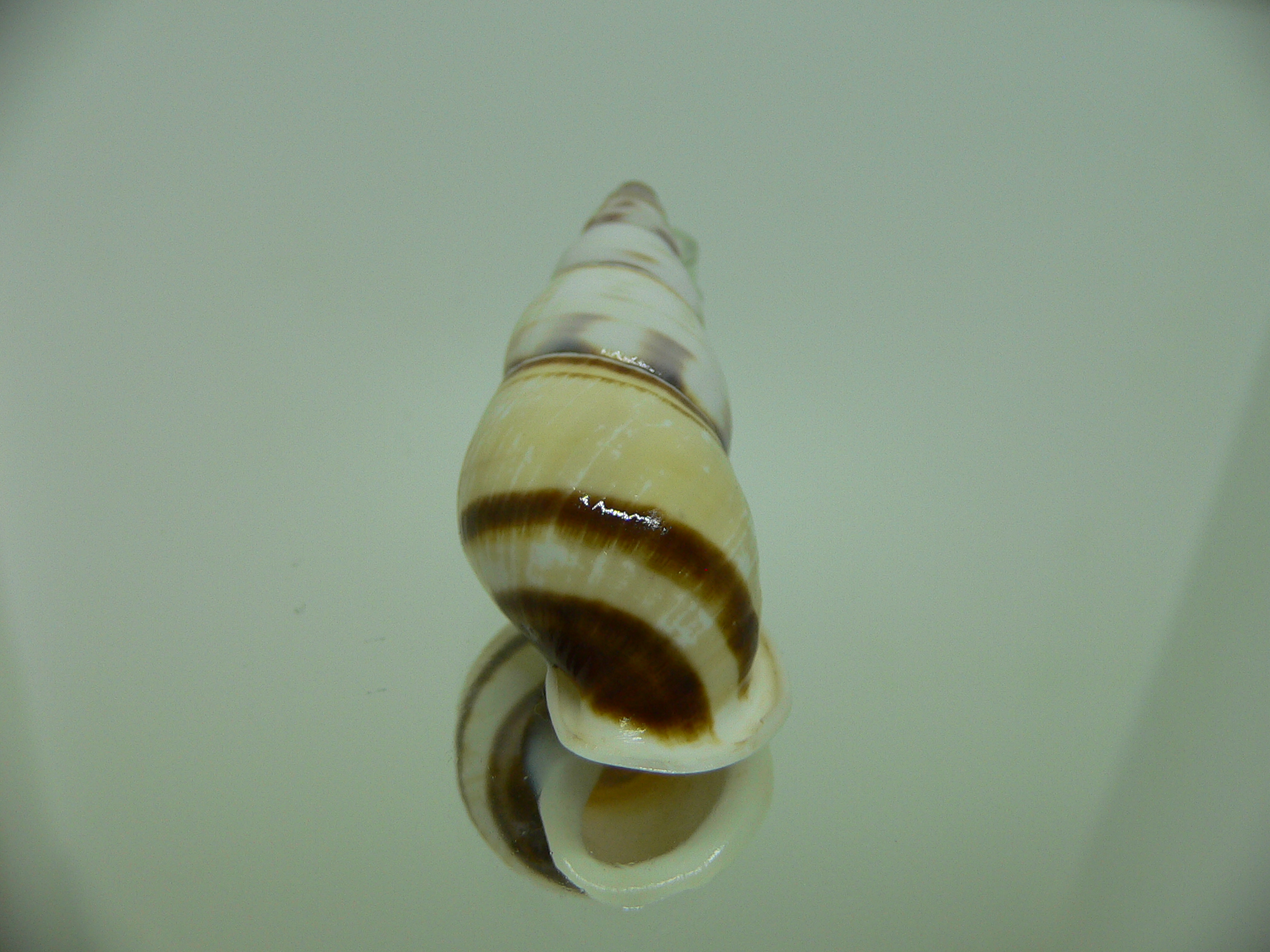 Amphidromus contrarius hanieli GIANT