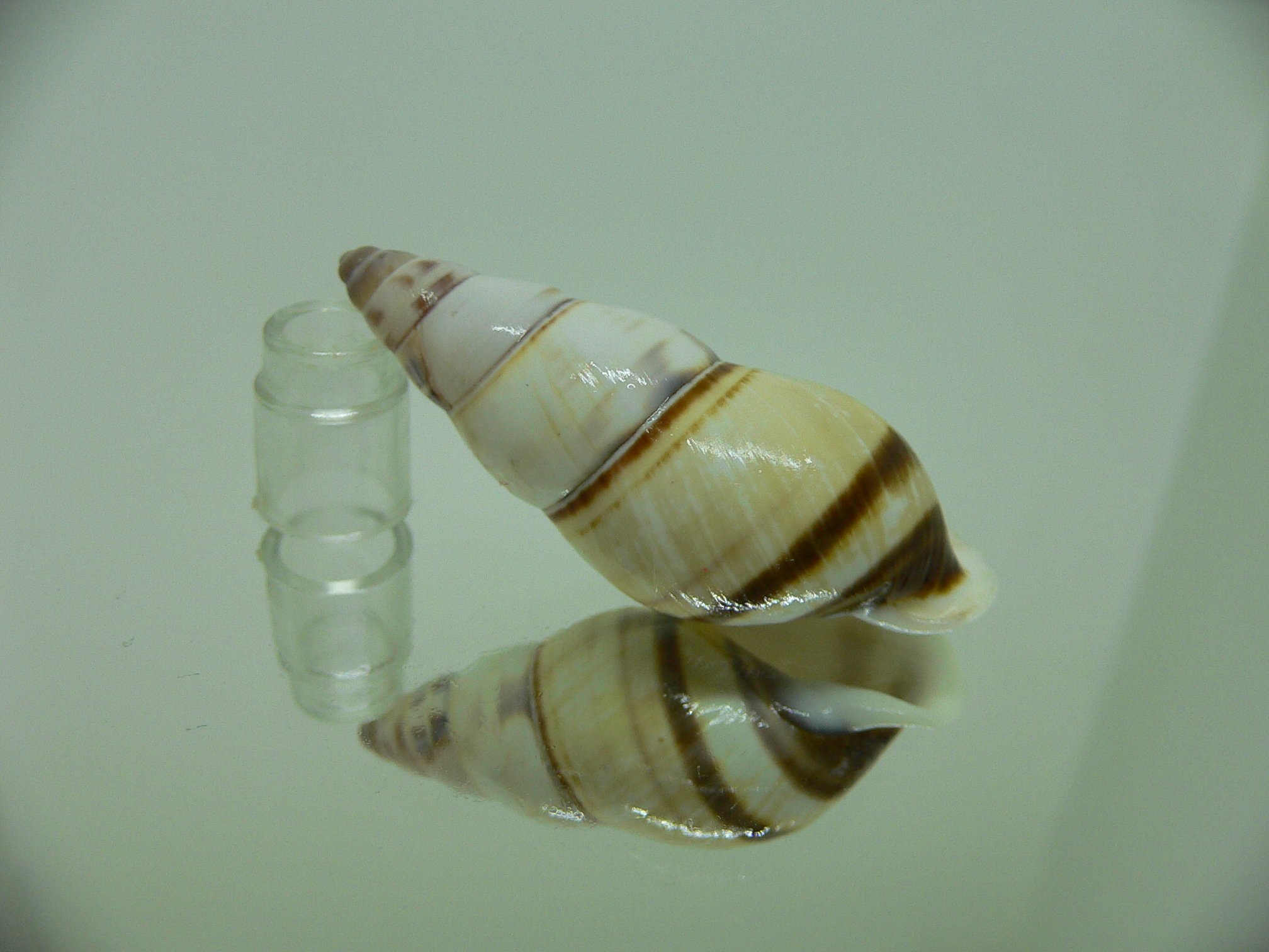 Amphidromus contrarius hanieli GIANT