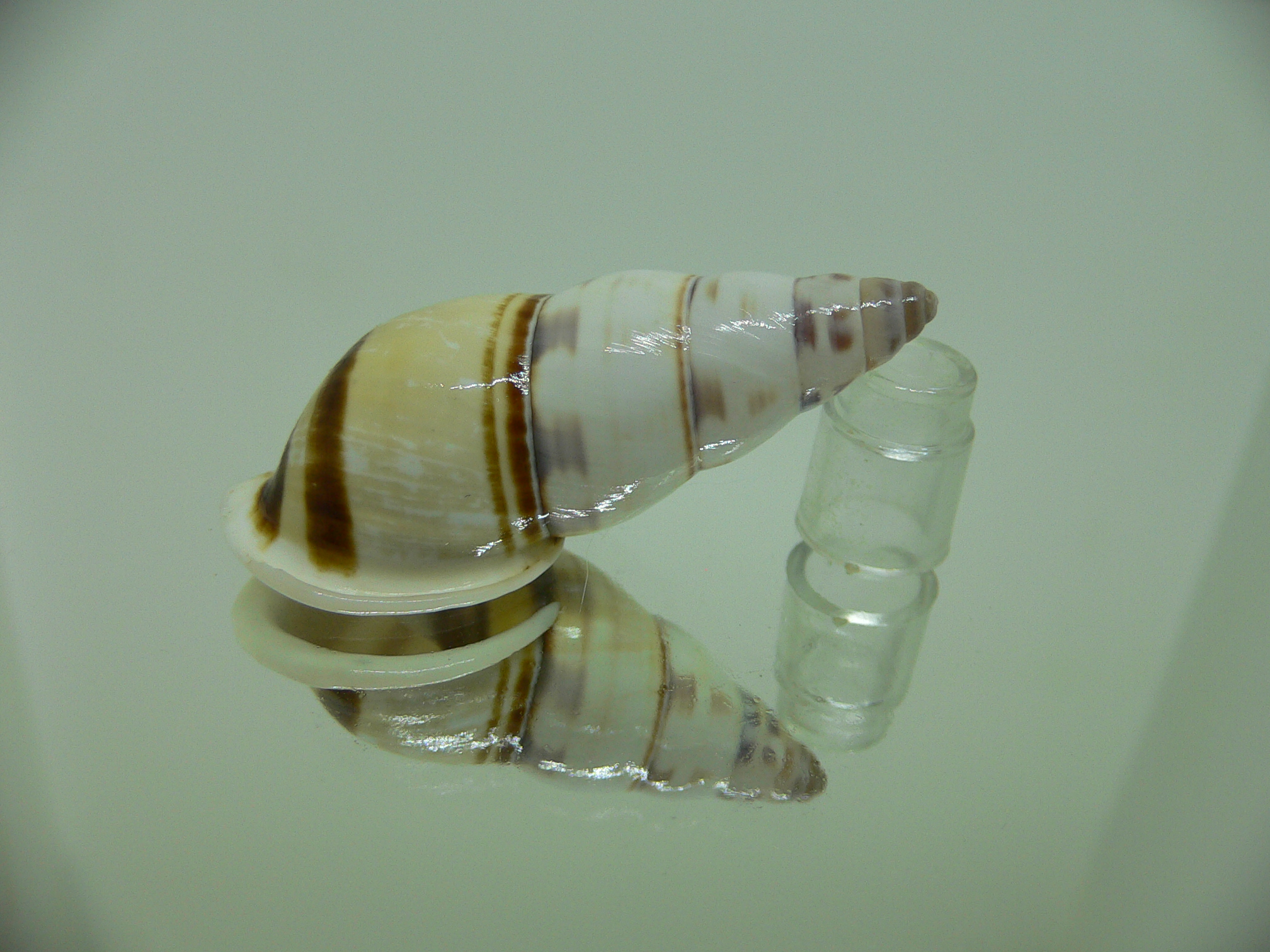 Amphidromus contrarius hanieli GIANT