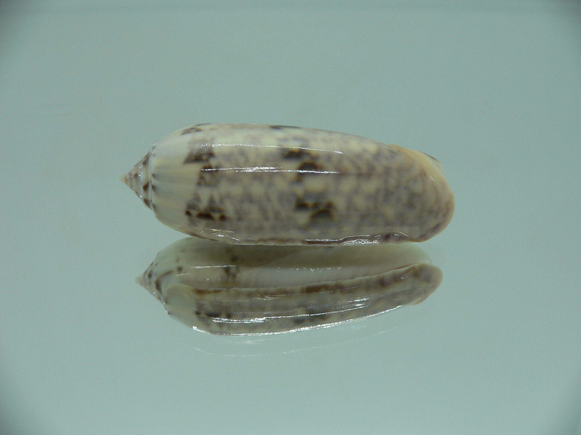 Oliva jaspidea esiodina (var) RARE & BIG