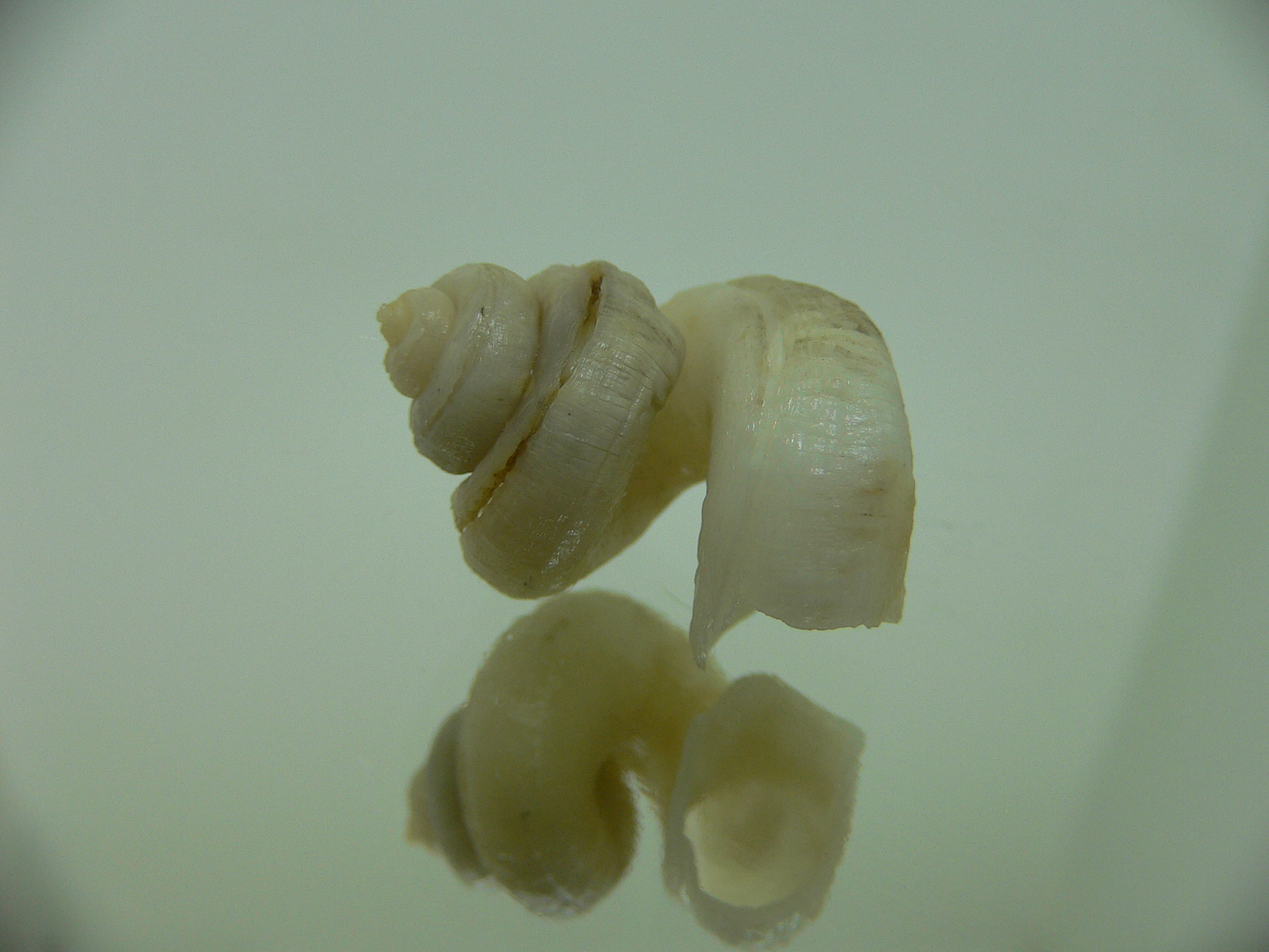 Tenagodus trochlearis
