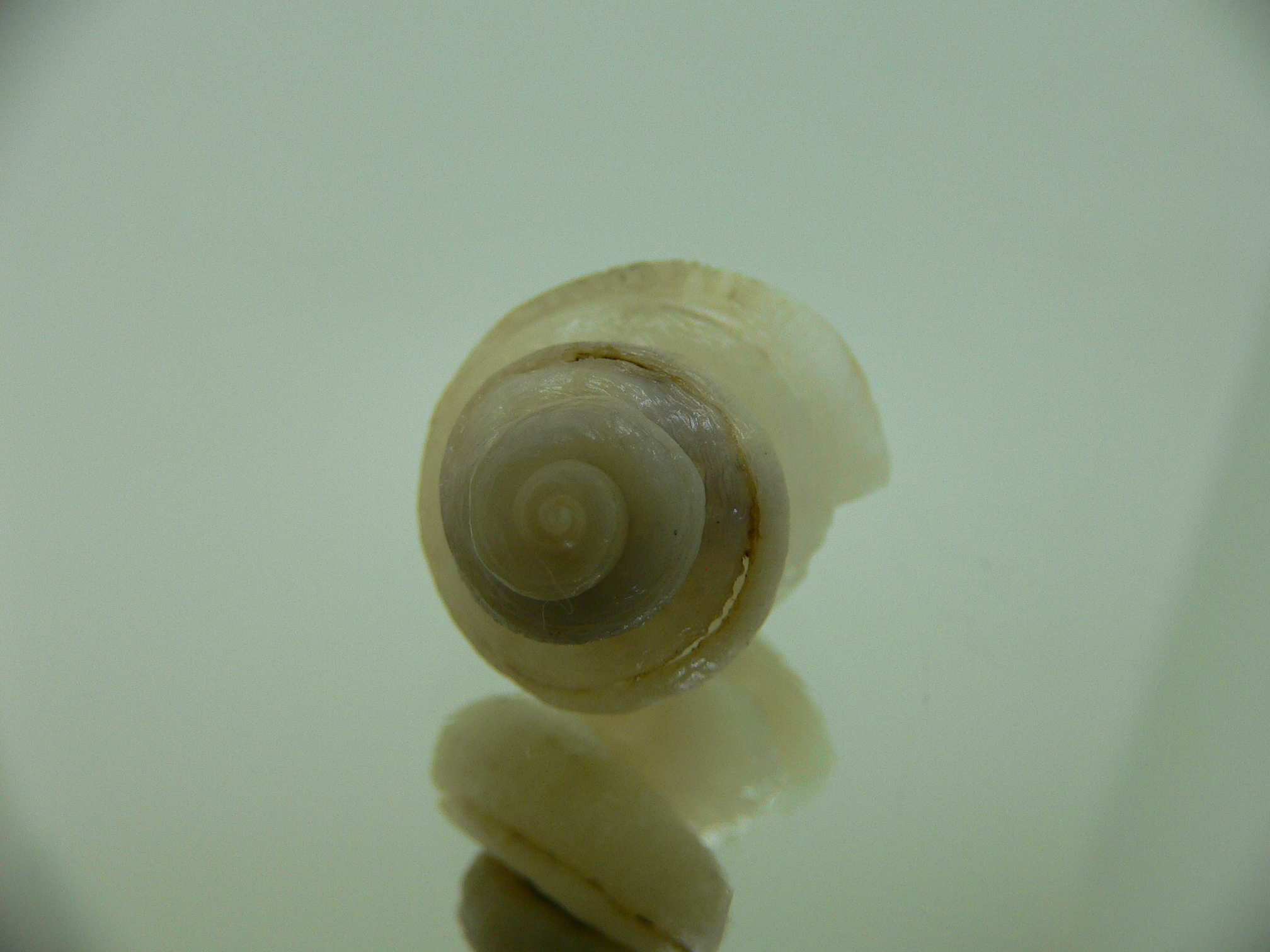 Tenagodus trochlearis