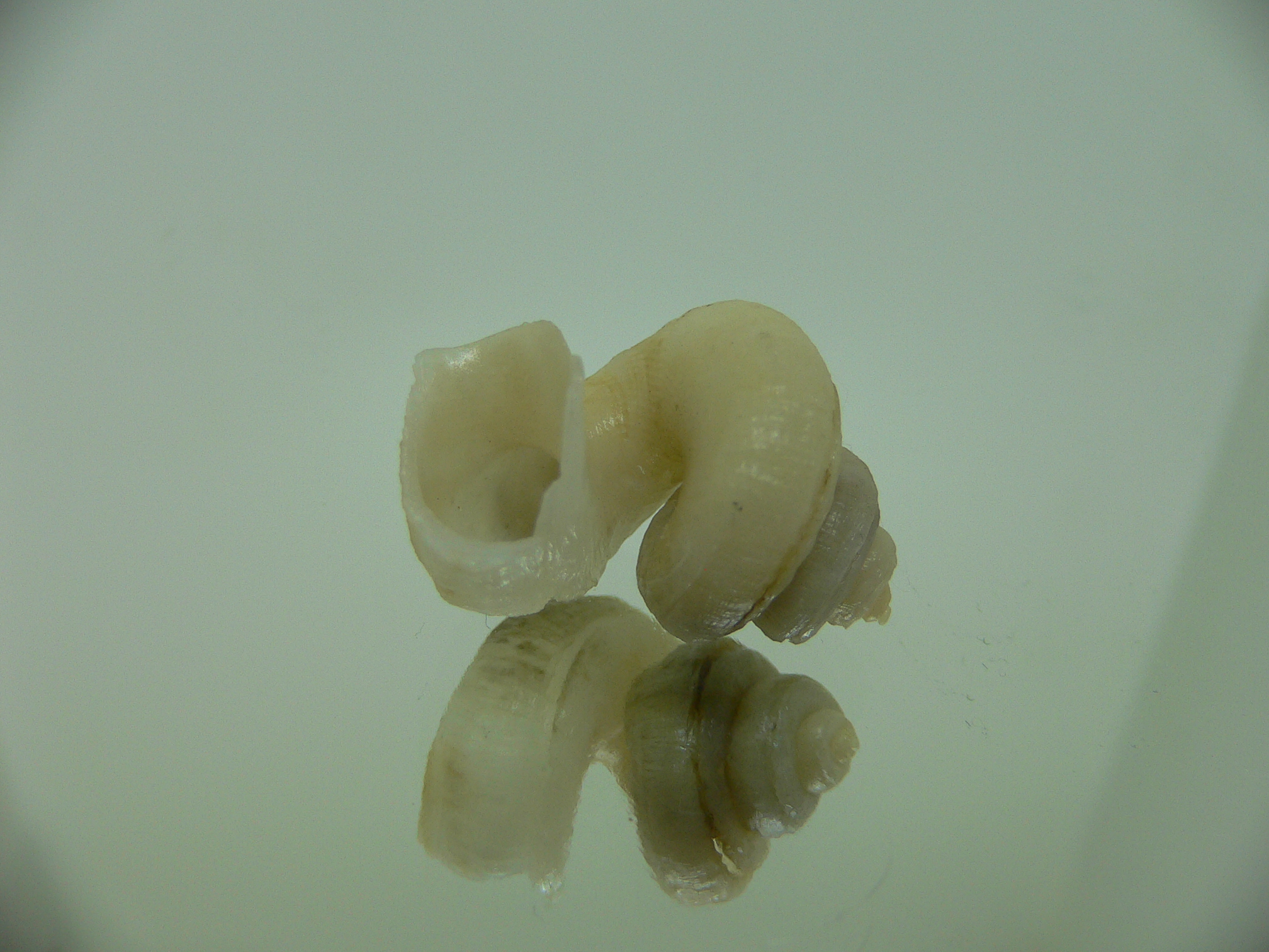 Tenagodus trochlearis