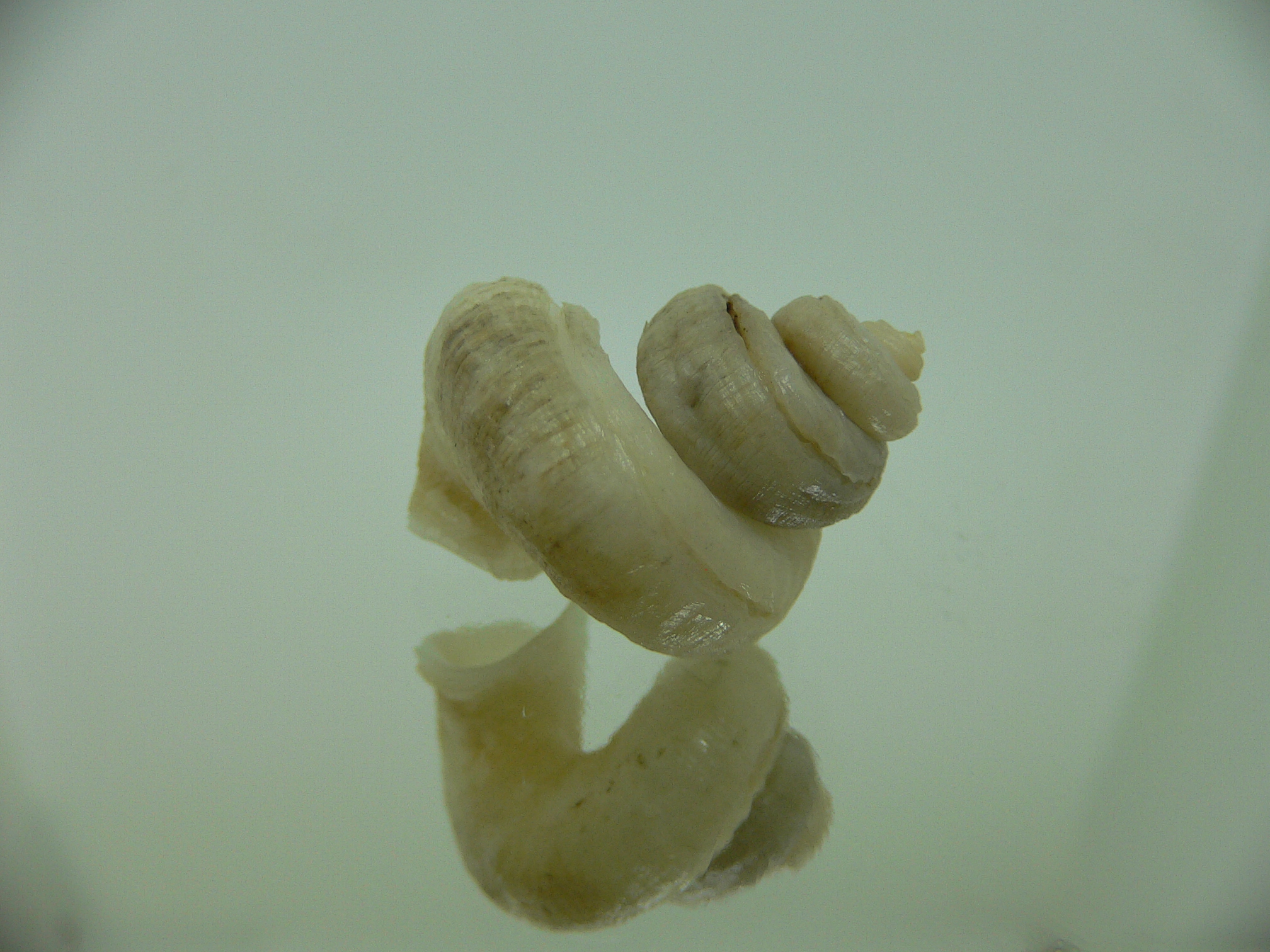 Tenagodus trochlearis
