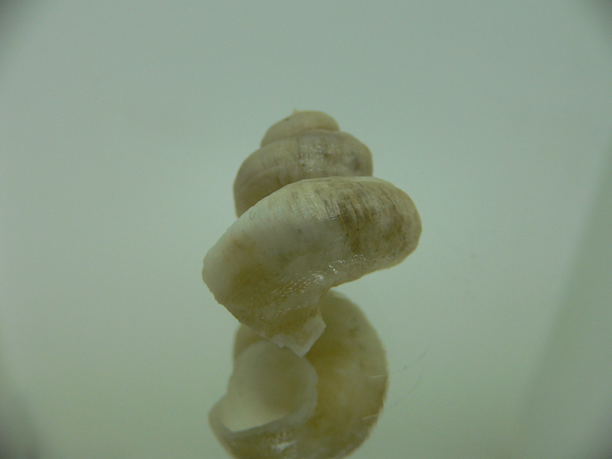 Tenagodus trochlearis