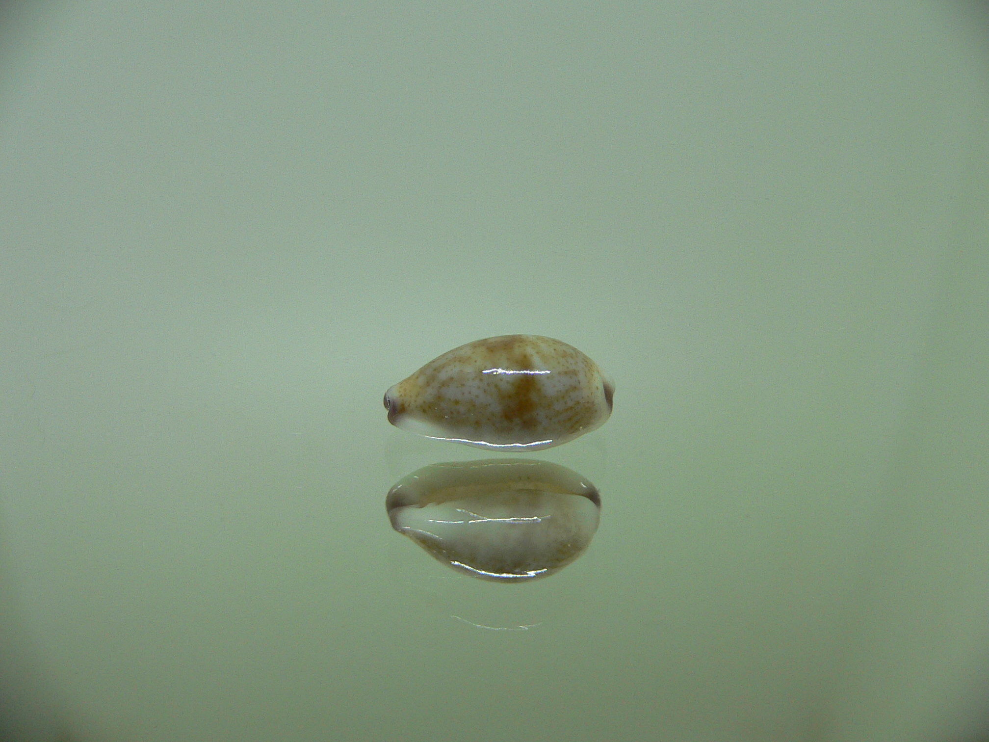 Cypraea fimbriata quasigracilis (var.) FAT SPOT