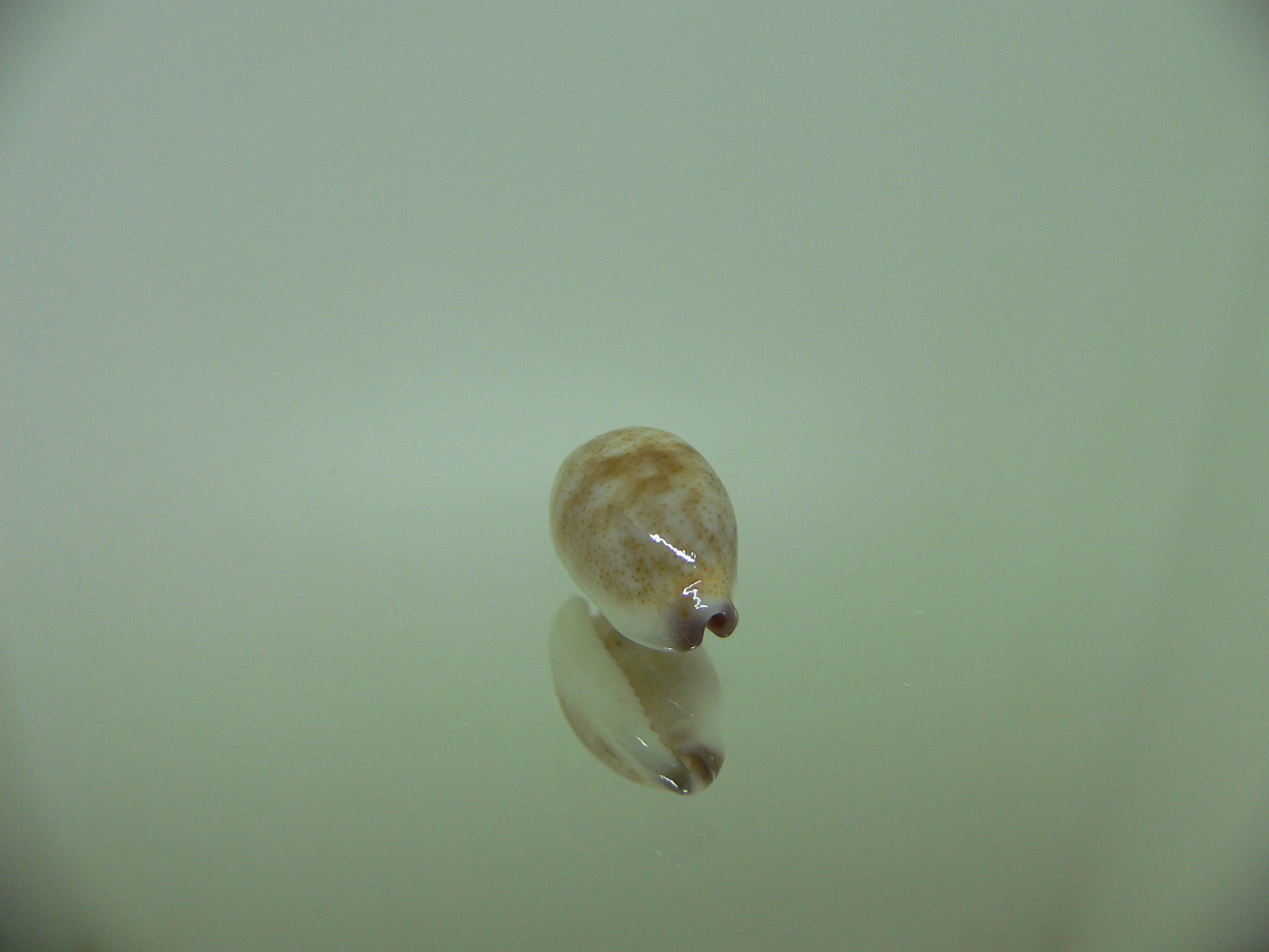 Cypraea fimbriata quasigracilis (var.) FAT SPOT