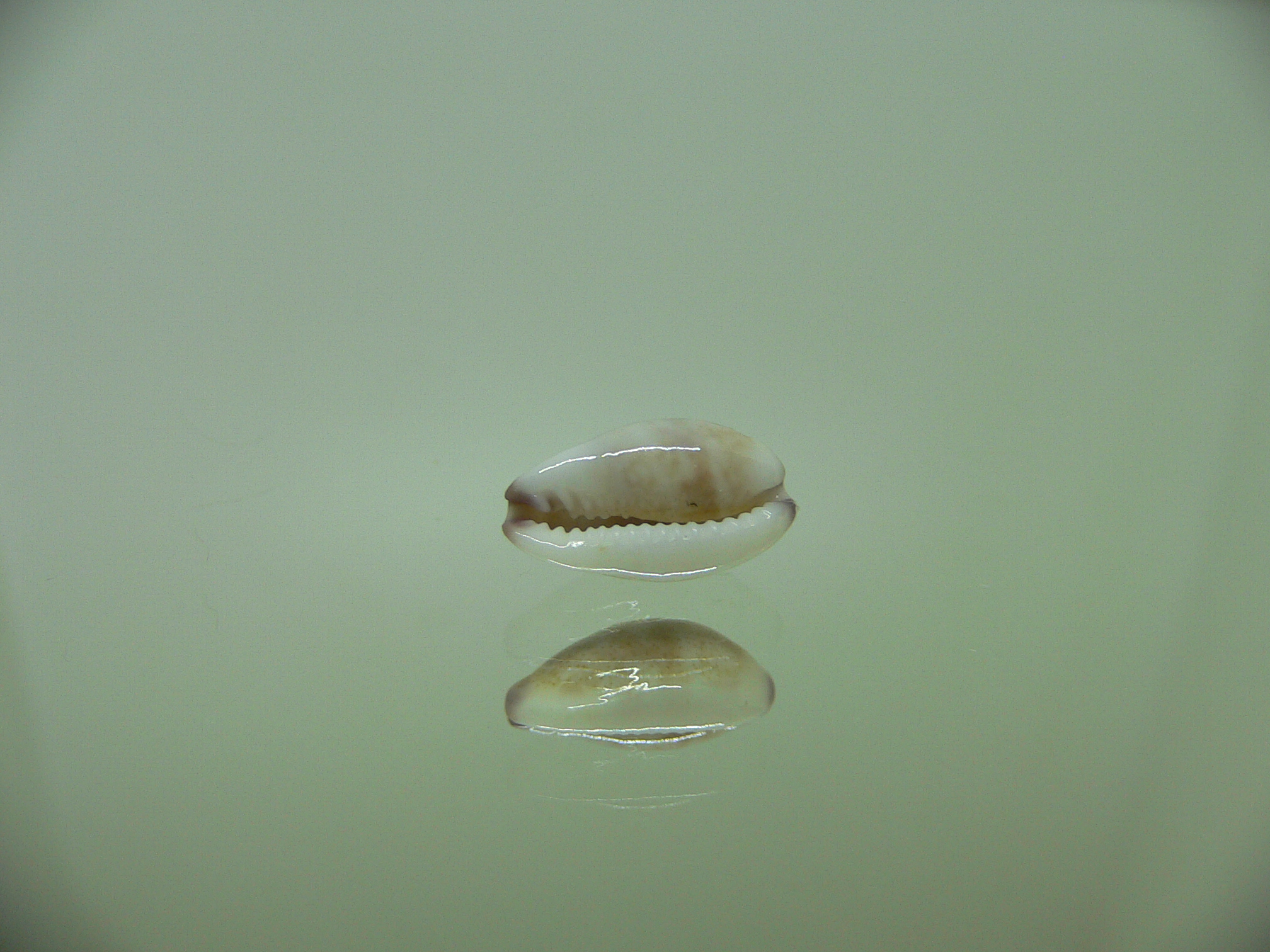 Cypraea fimbriata quasigracilis (var.) FAT SPOT