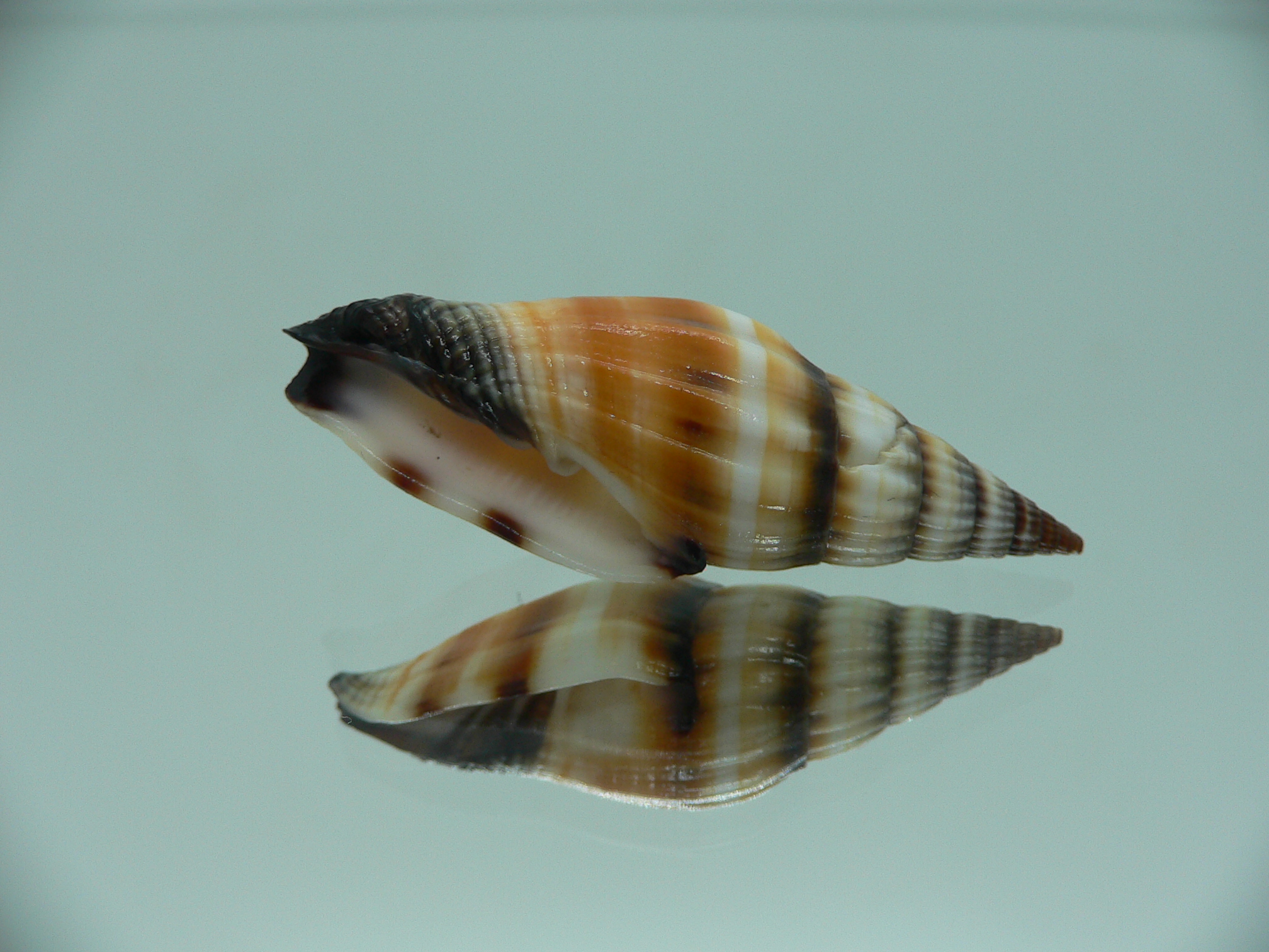 Vexillumvulpecula SUPER COLOR