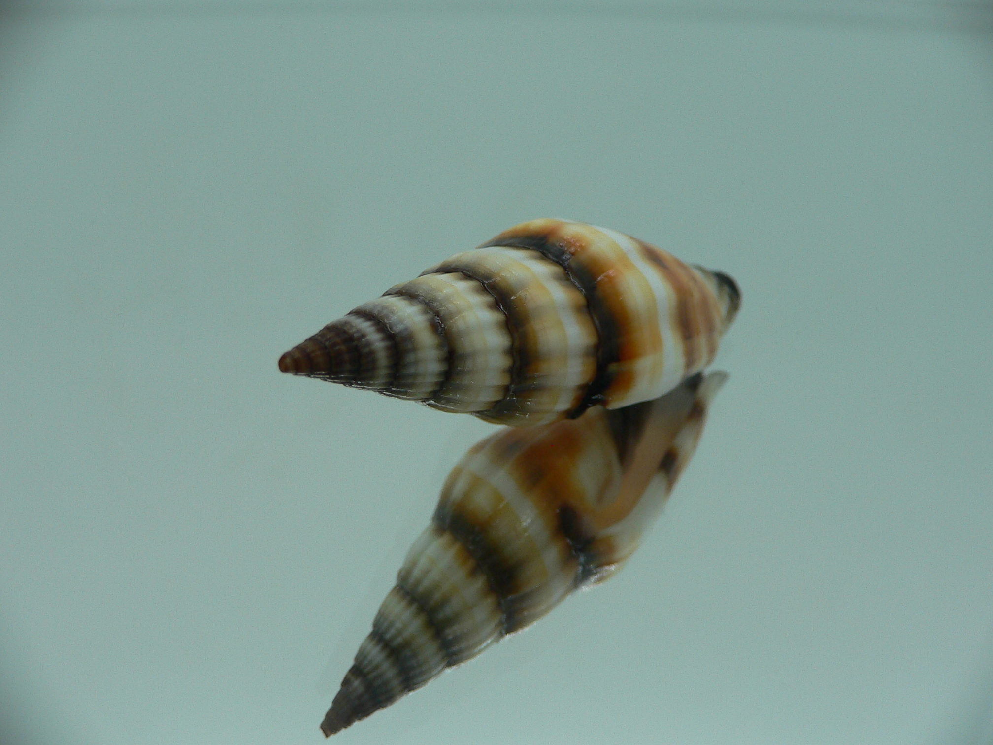 Vexillumvulpecula SUPER COLOR