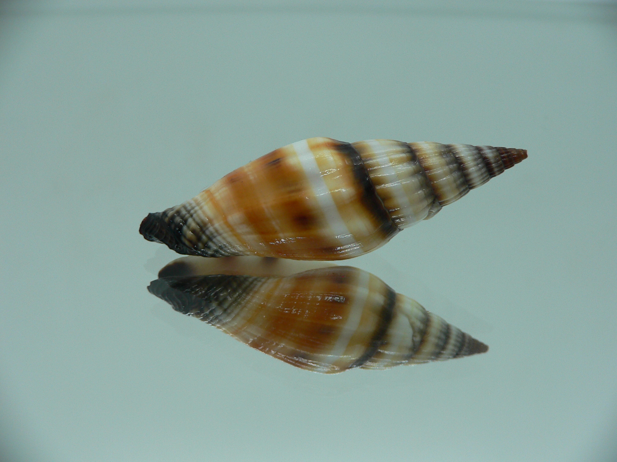 Vexillumvulpecula SUPER COLOR