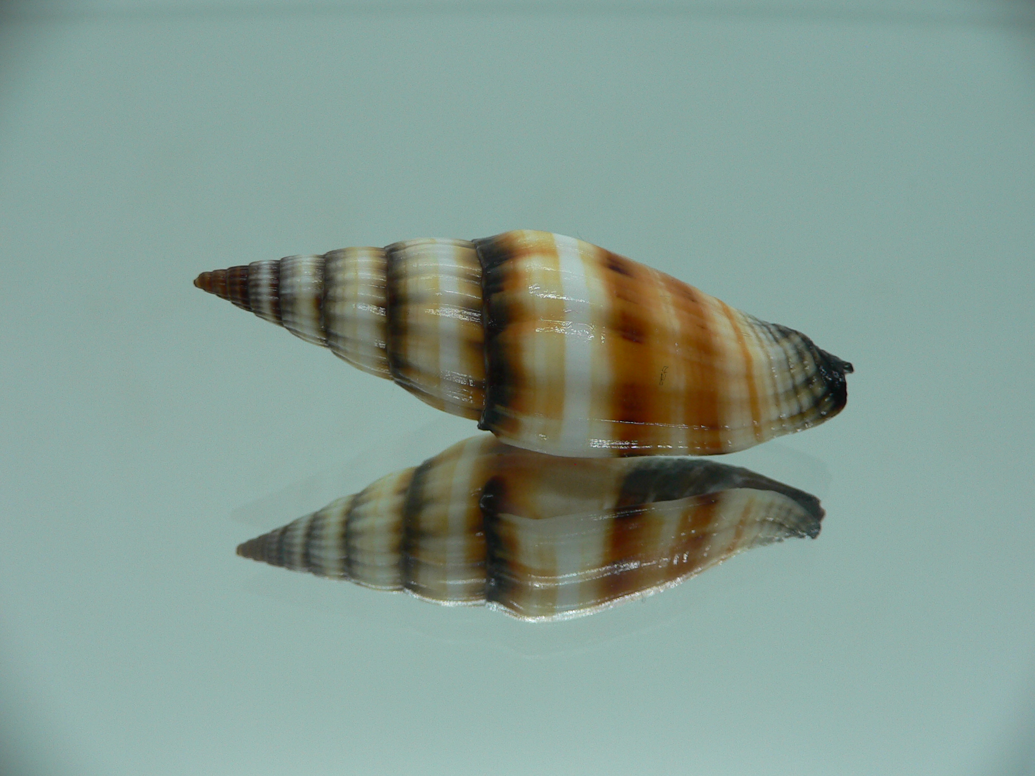 Vexillumvulpecula SUPER COLOR