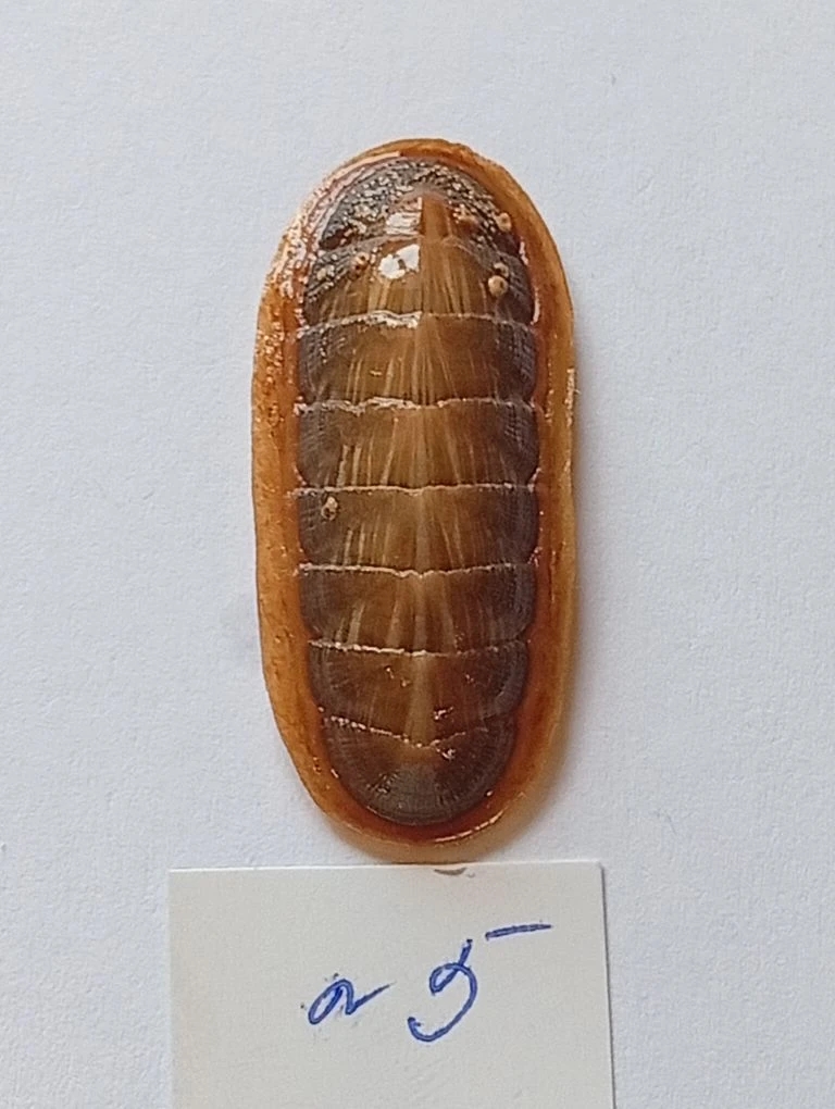Ischnochiton lineolatus ENDEMIC 5