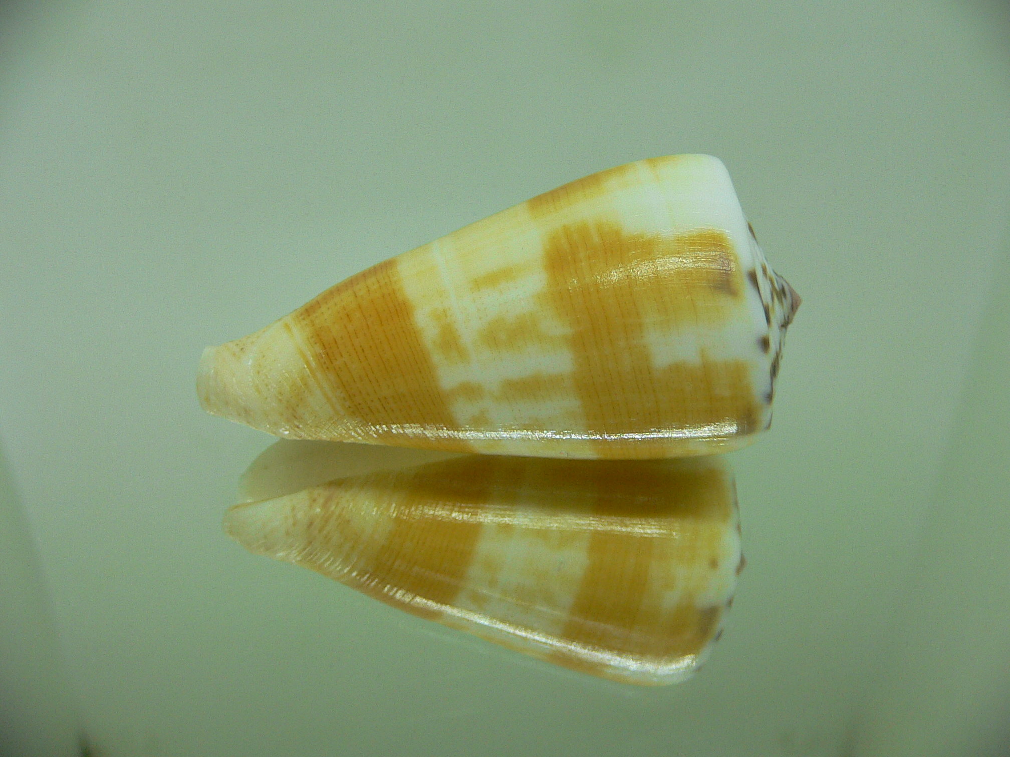 Conus striatellus