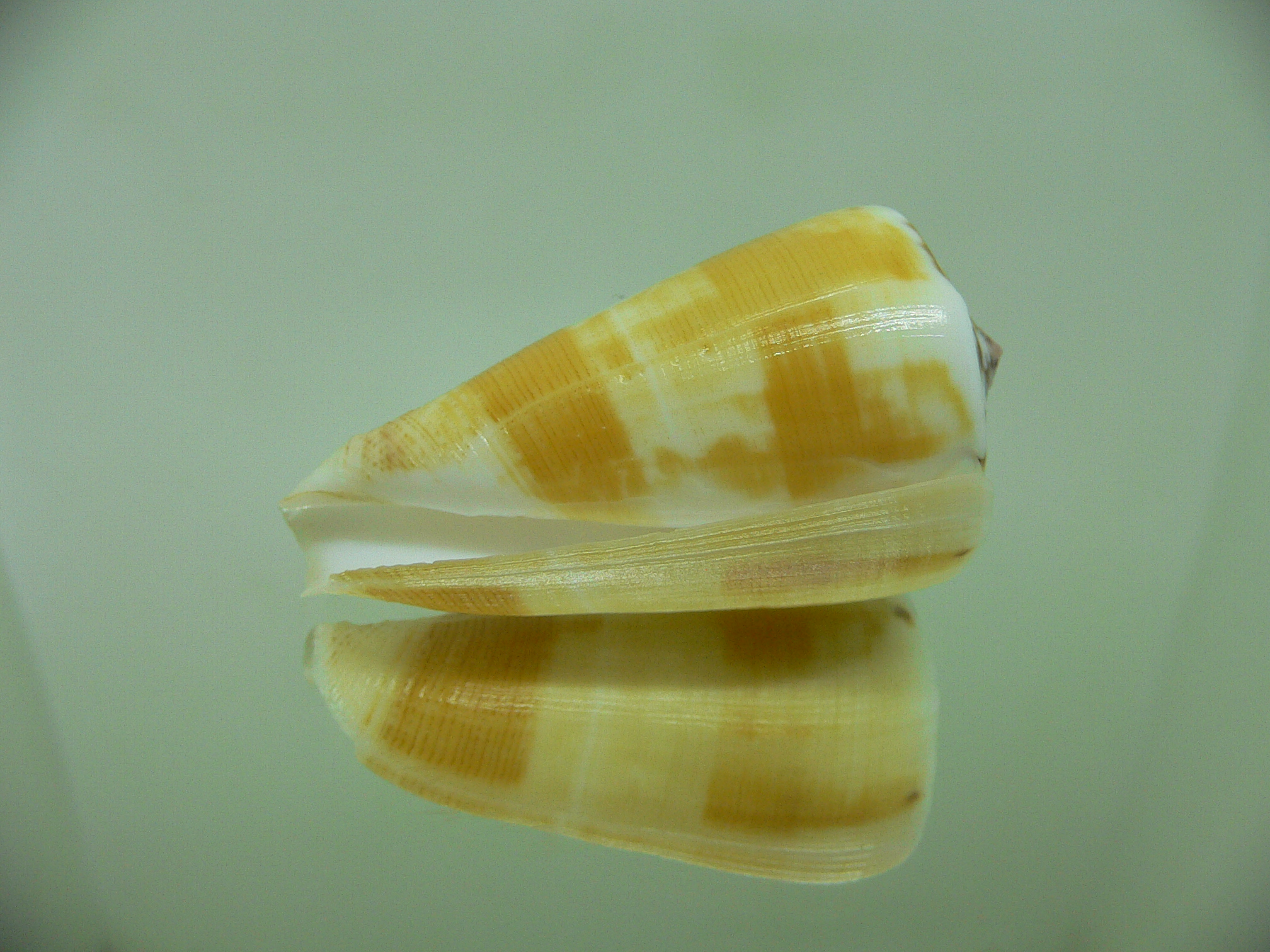 Conus striatellus