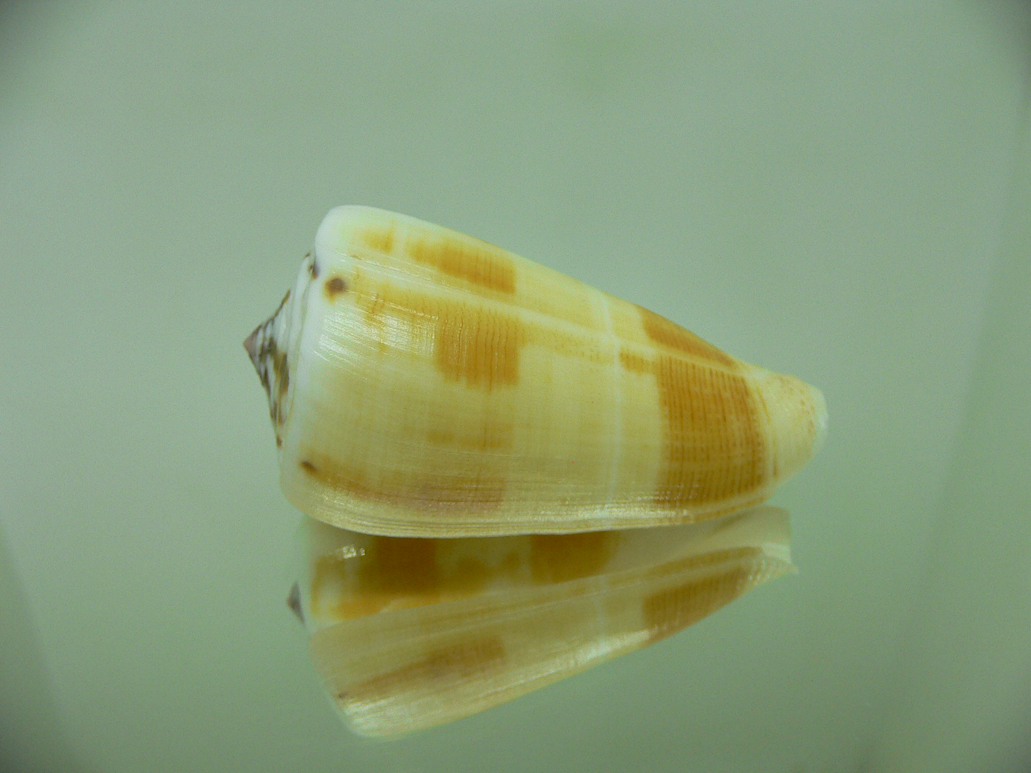 Conus striatellus