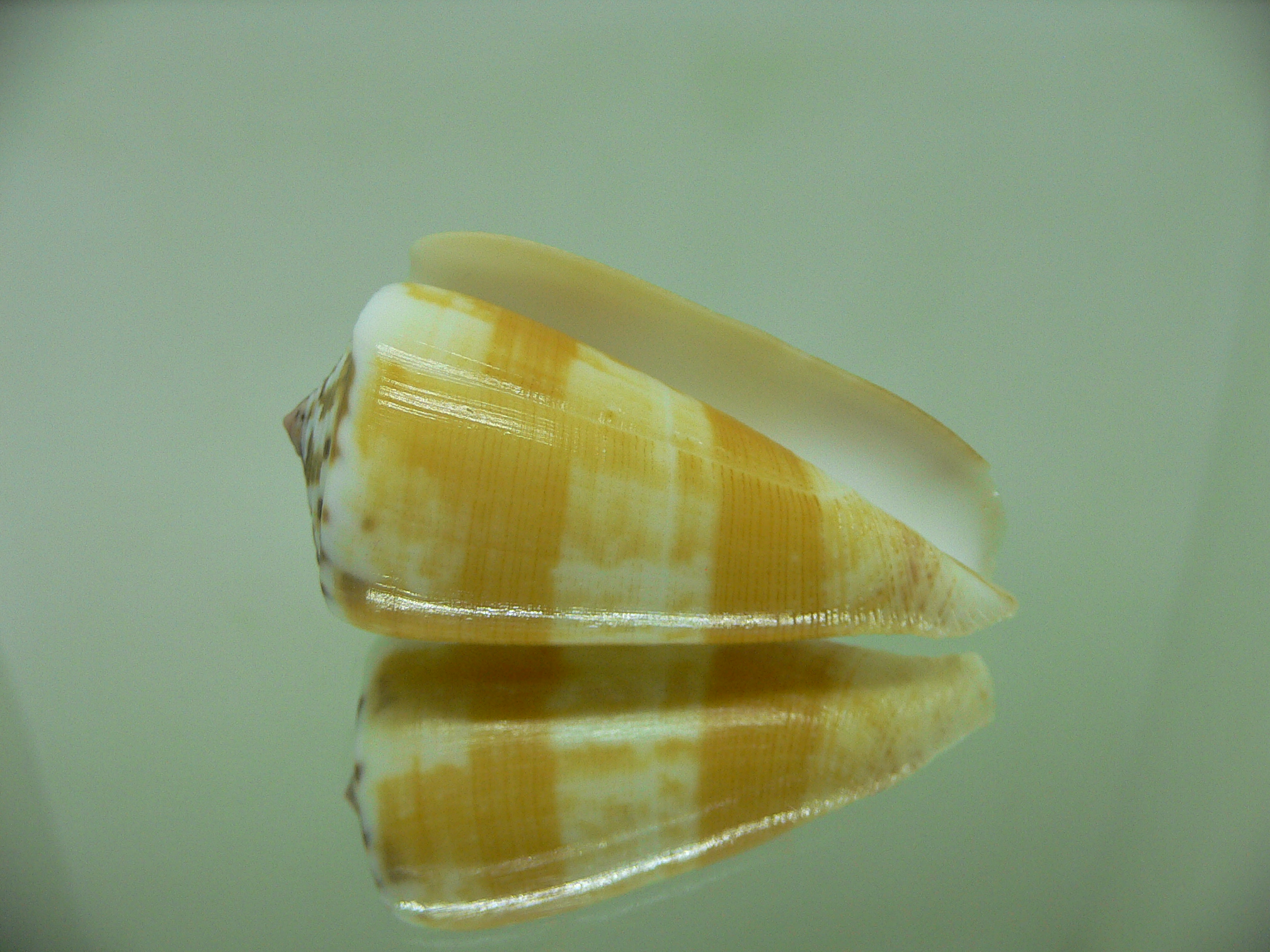 Conus striatellus