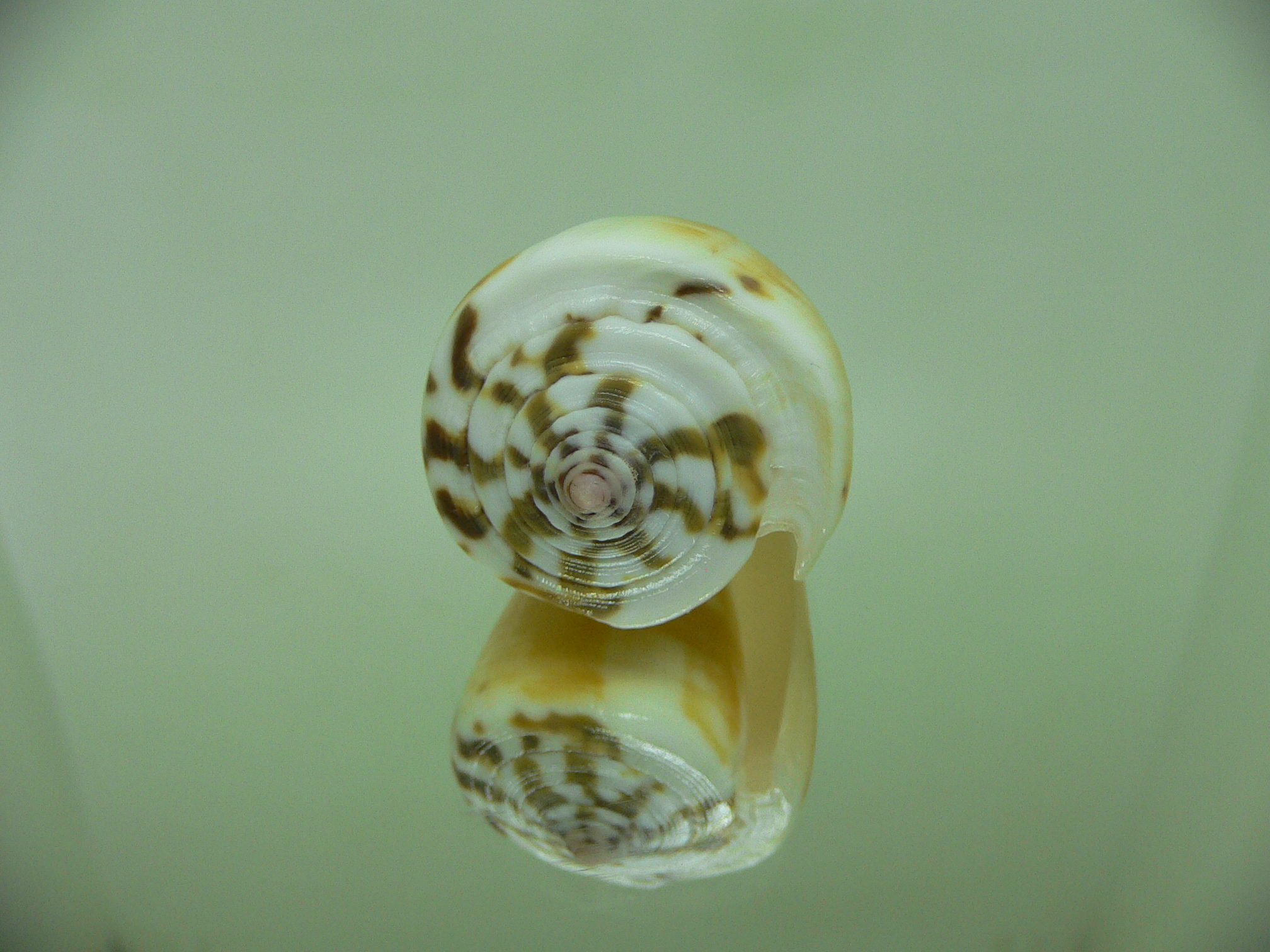 Conus striatellus