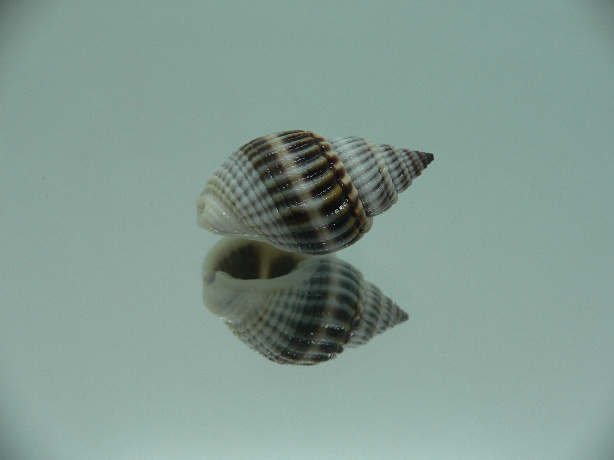 Nassarius livescens BIG & BLUE