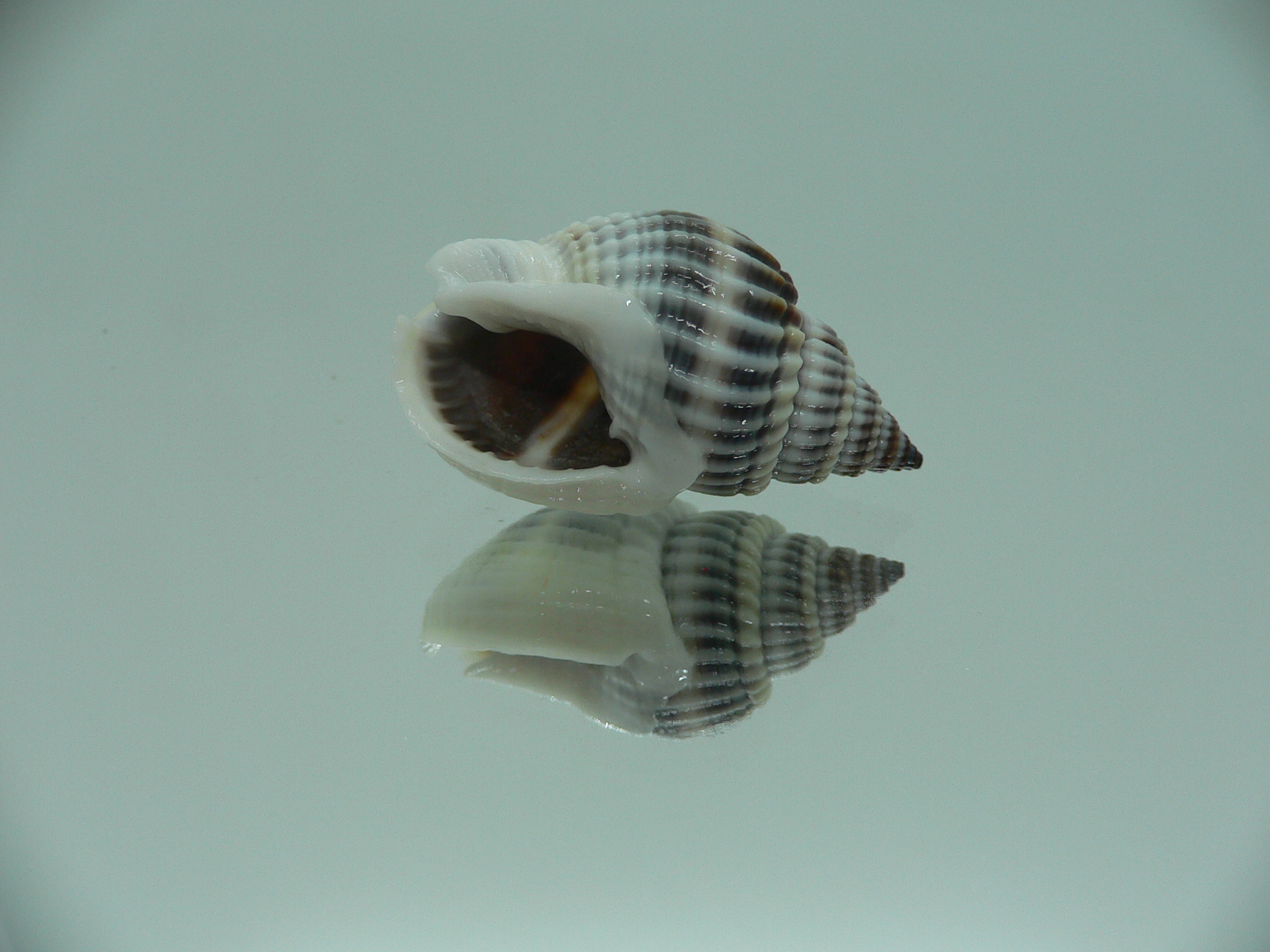 Nassarius livescens BIG & BLUE