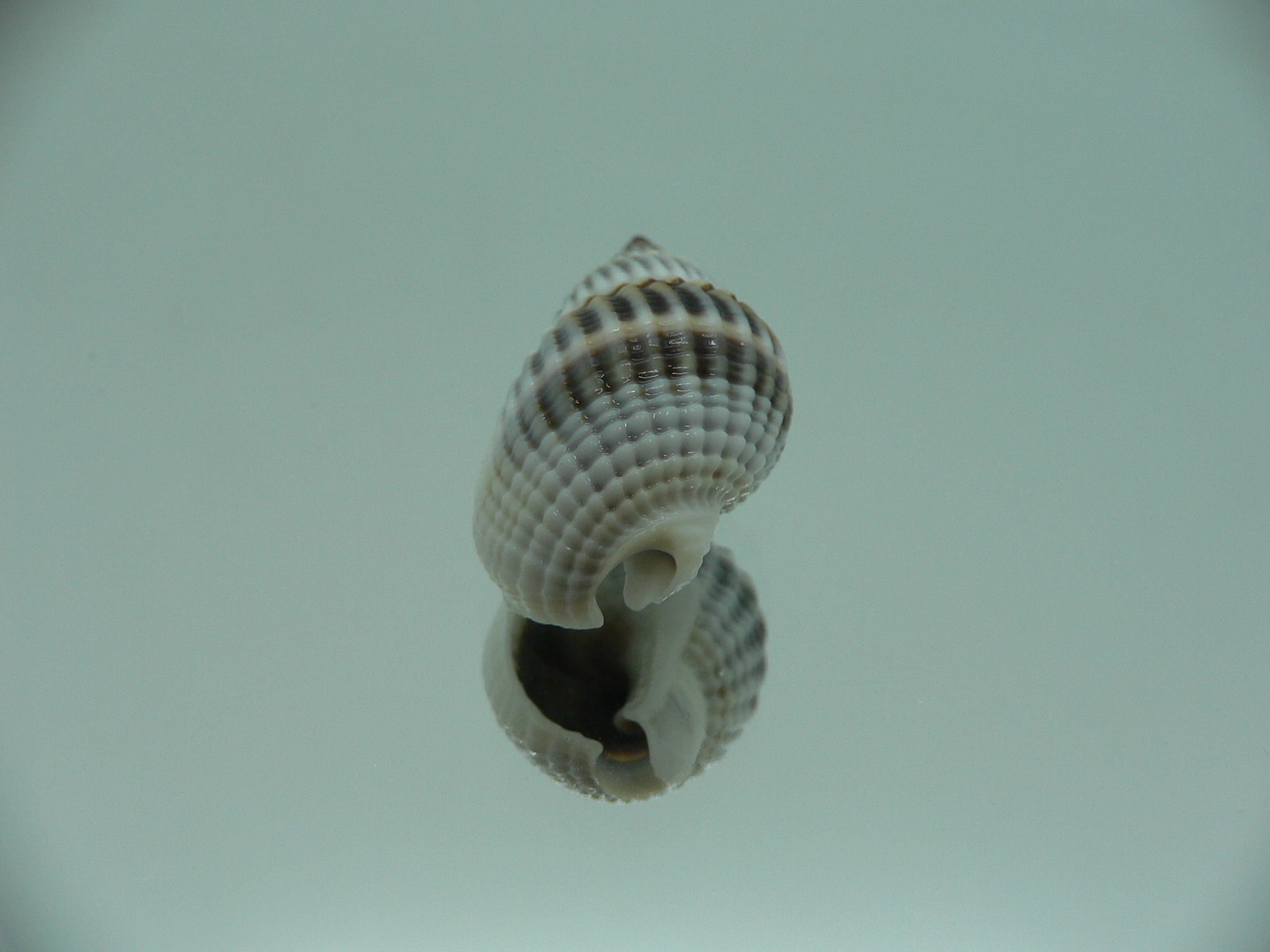 Nassarius livescens BIG & BLUE