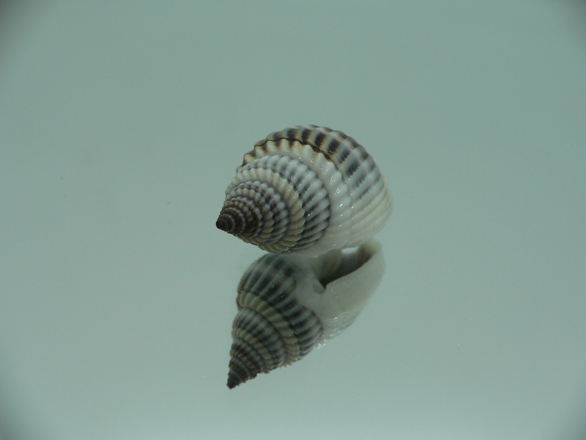 Nassarius livescens BIG & BLUE
