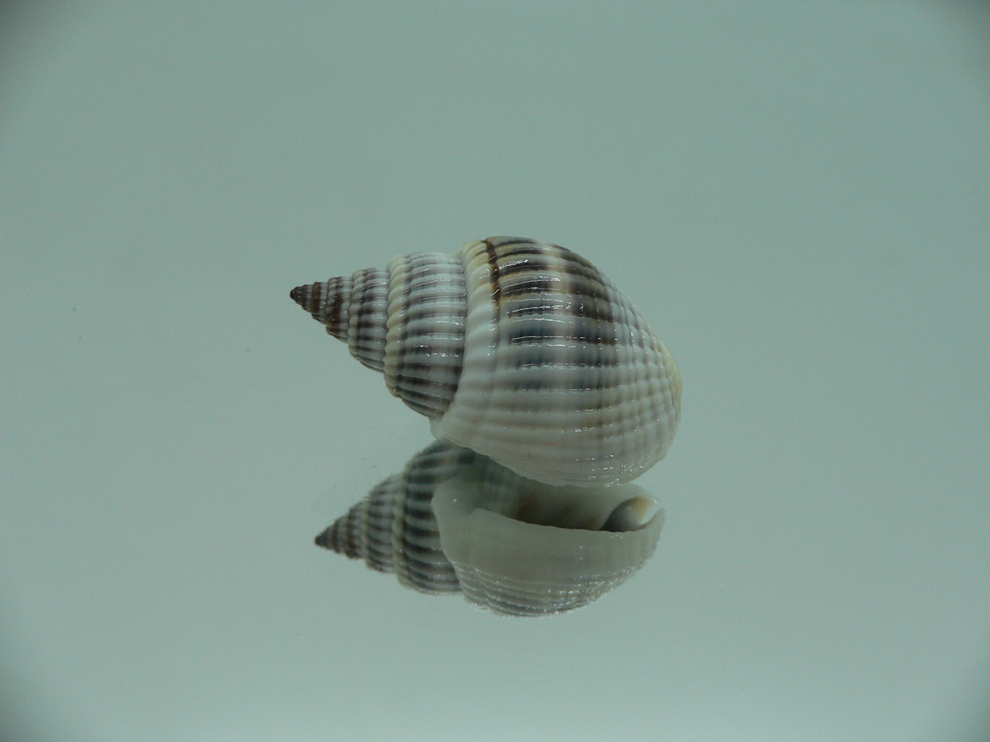 Nassarius livescens BIG & BLUE