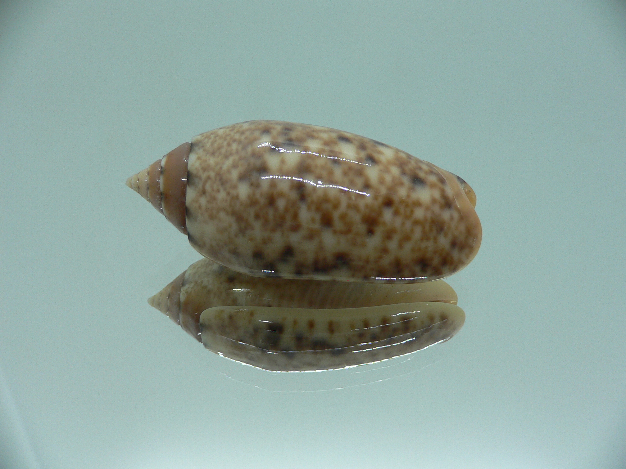 Oliva annulata f. intricata IDEAL