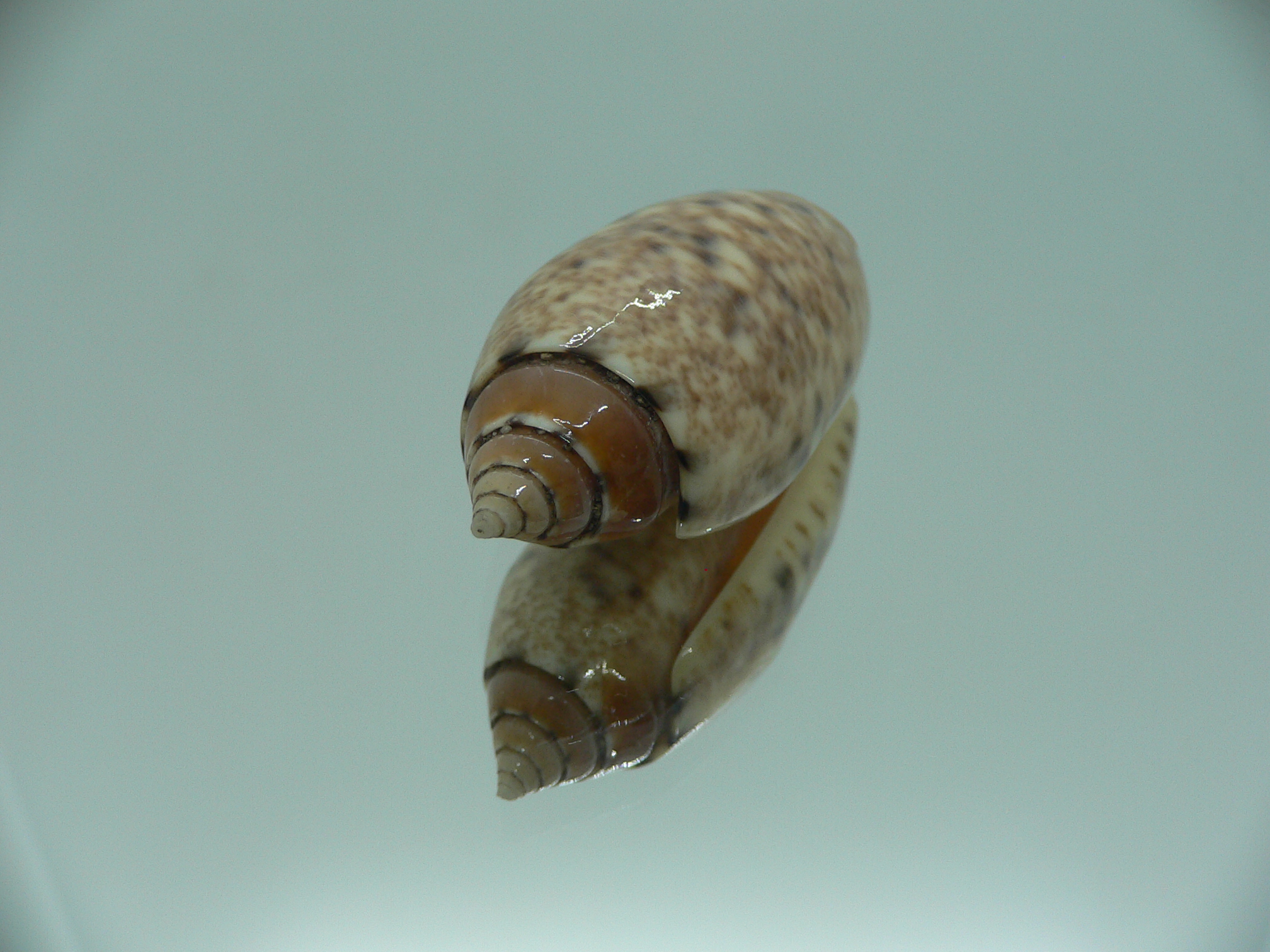 Oliva annulata f. intricata IDEAL