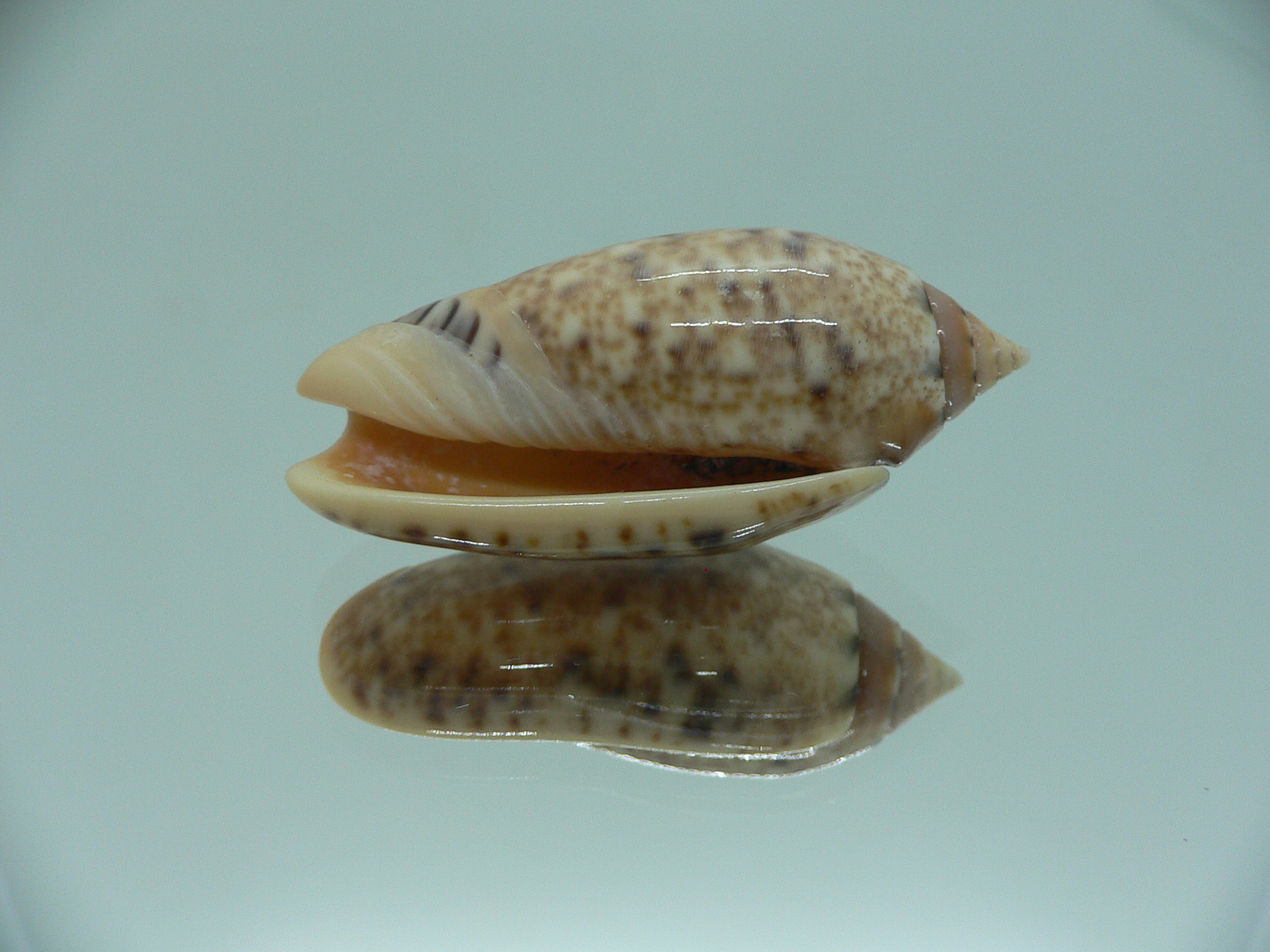 Oliva annulata f. intricata IDEAL