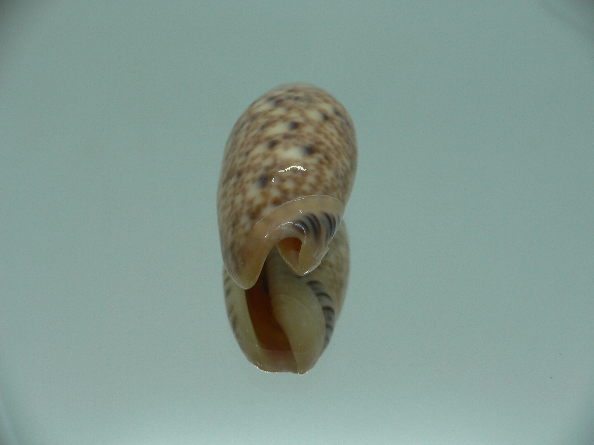 Oliva annulata f. intricata IDEAL