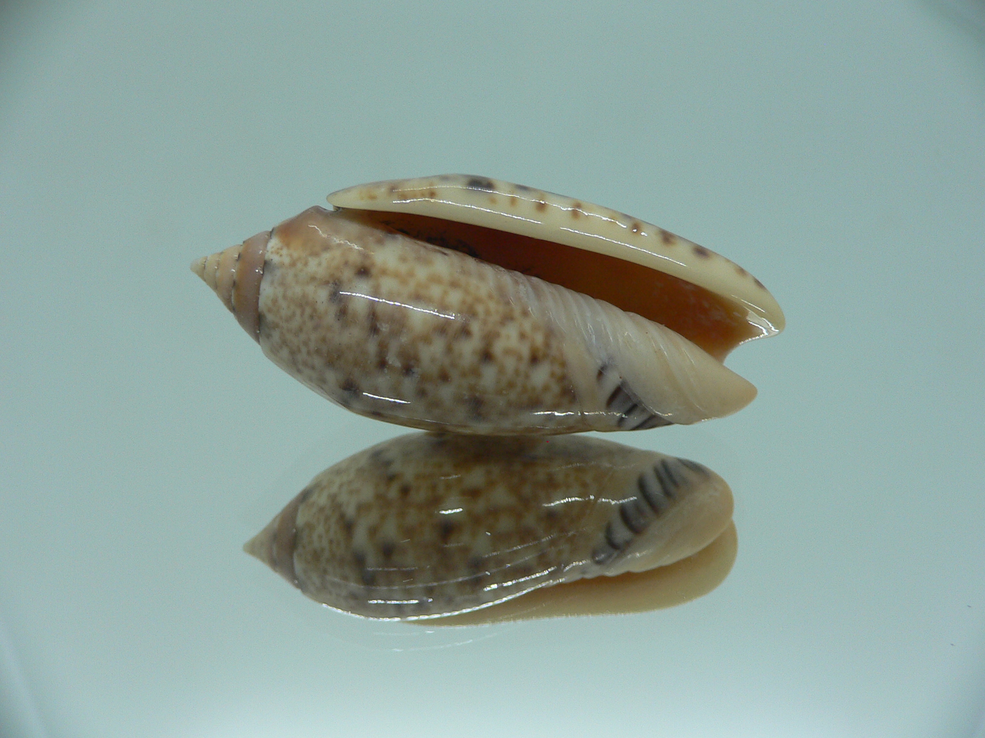 Oliva annulata f. intricata IDEAL