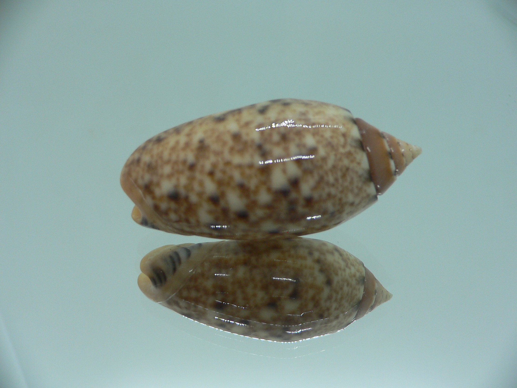 Oliva annulata f. intricata IDEAL