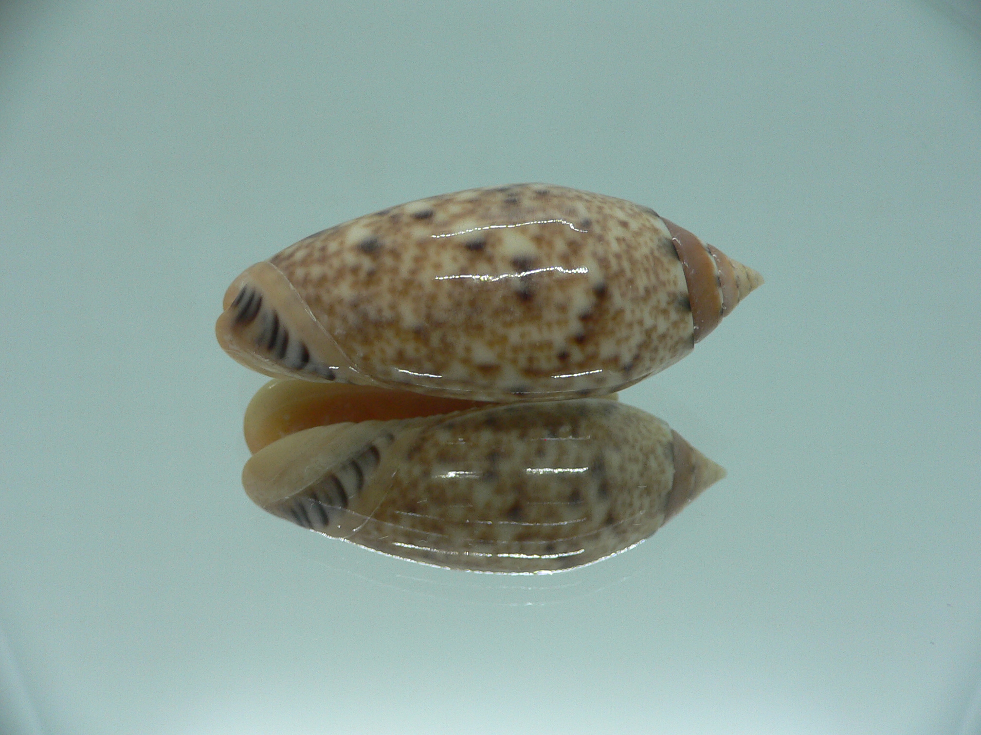 Oliva annulata f. intricata IDEAL