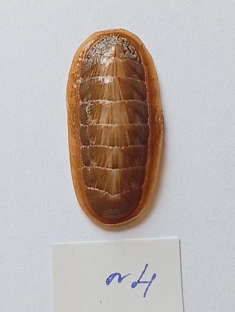 Ischnochiton lineolatus ENDEMIC 4