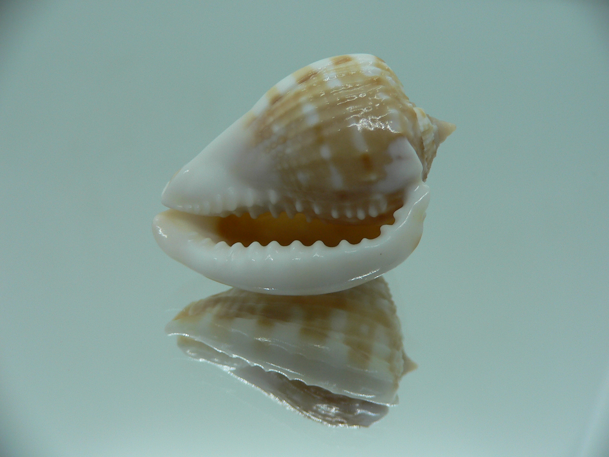 Cassis tessellata DWARF