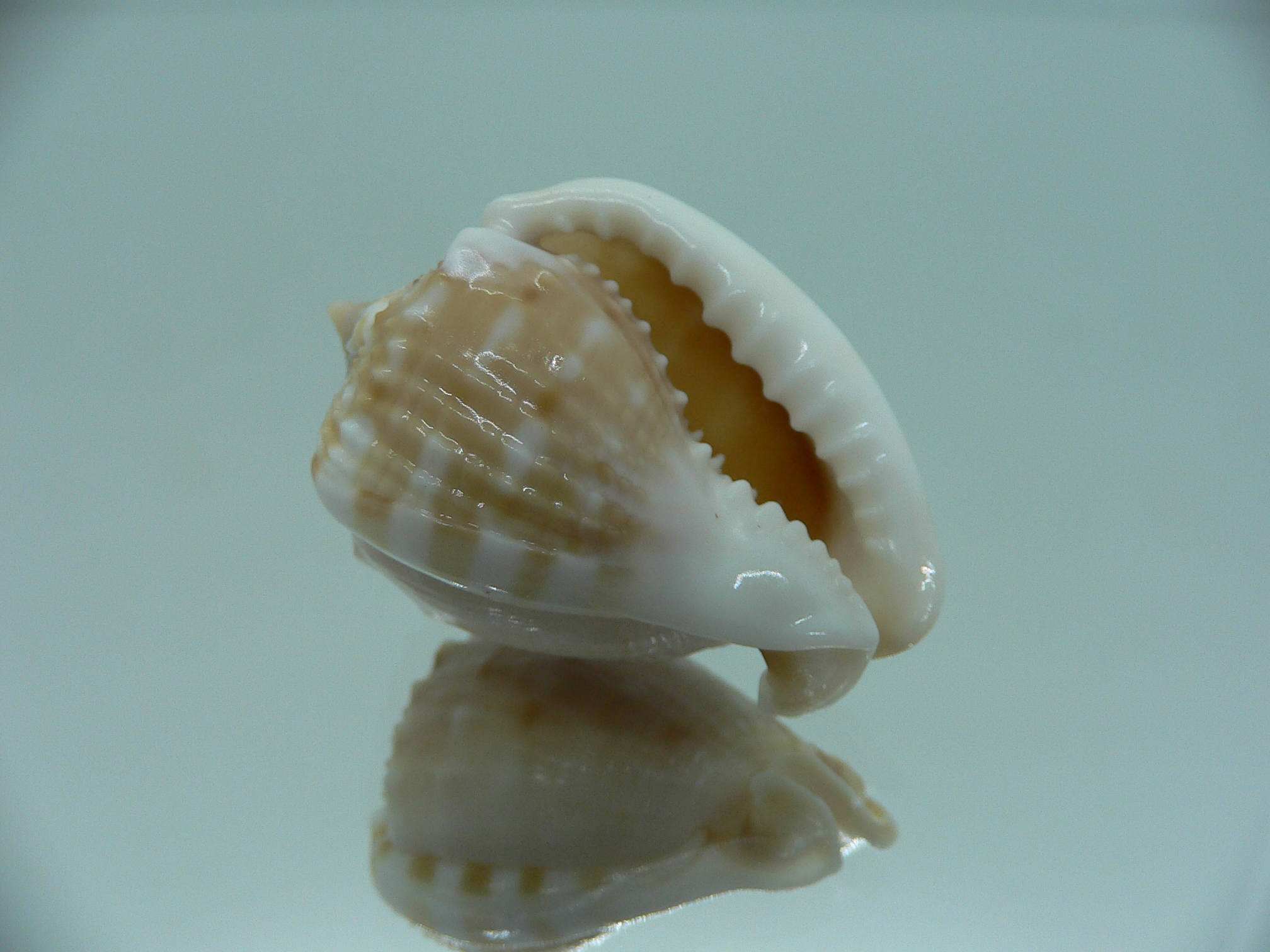 Cassis tessellata DWARF