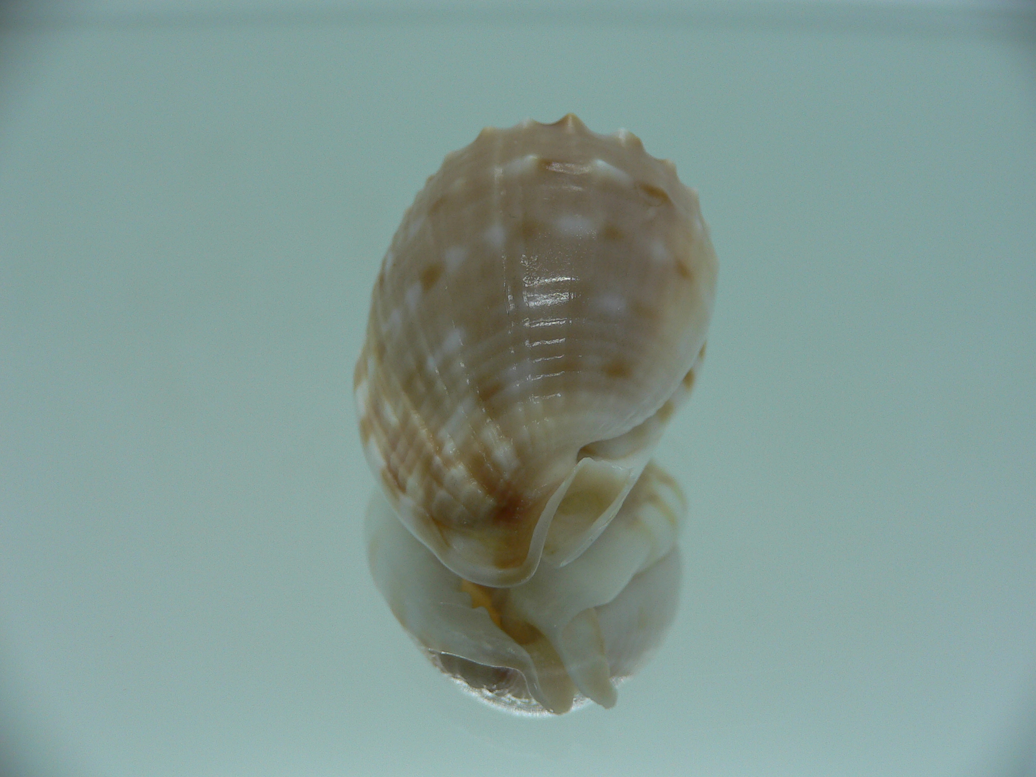 Cassis tessellata DWARF