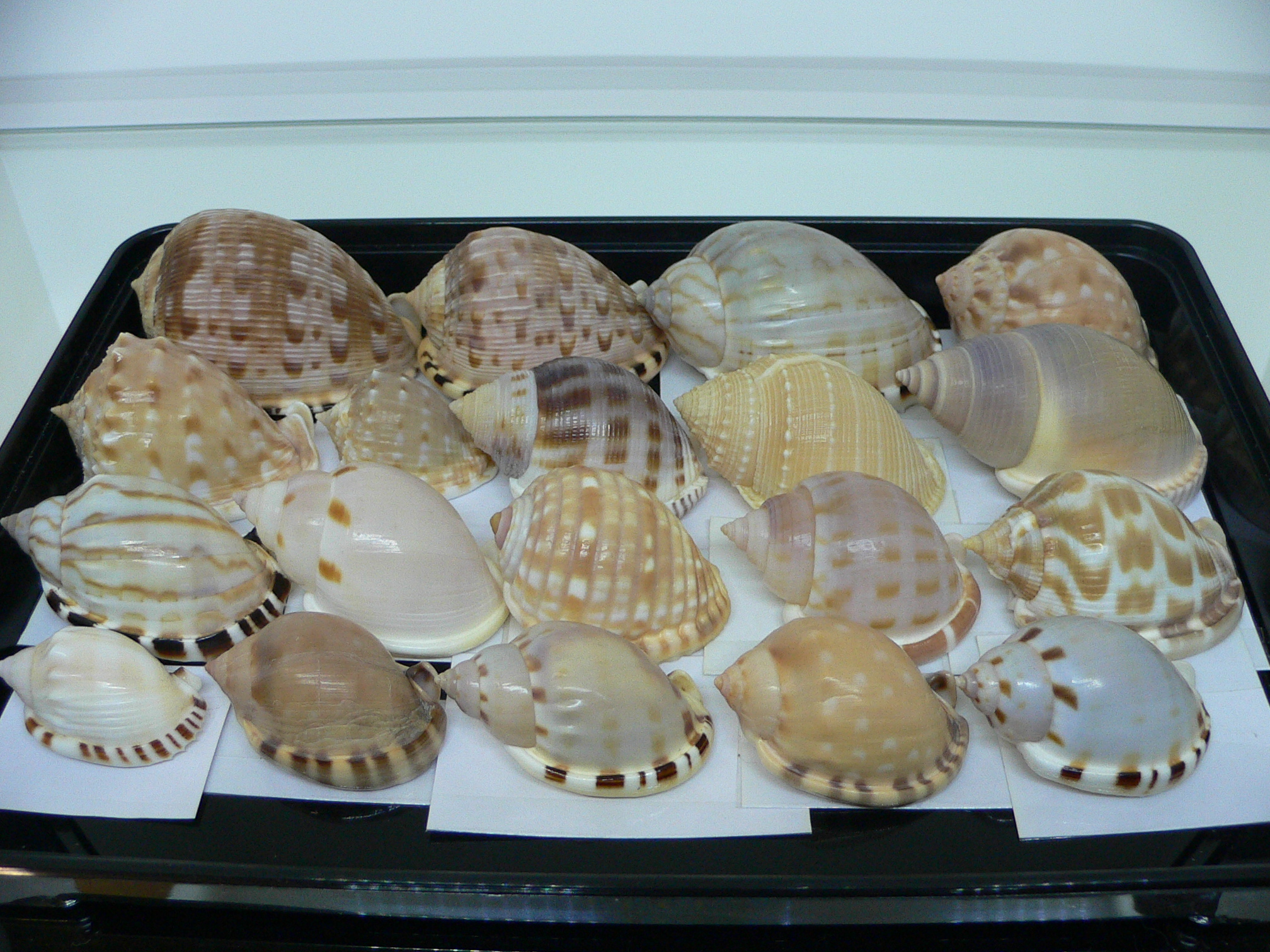 Cassis tessellata DWARF