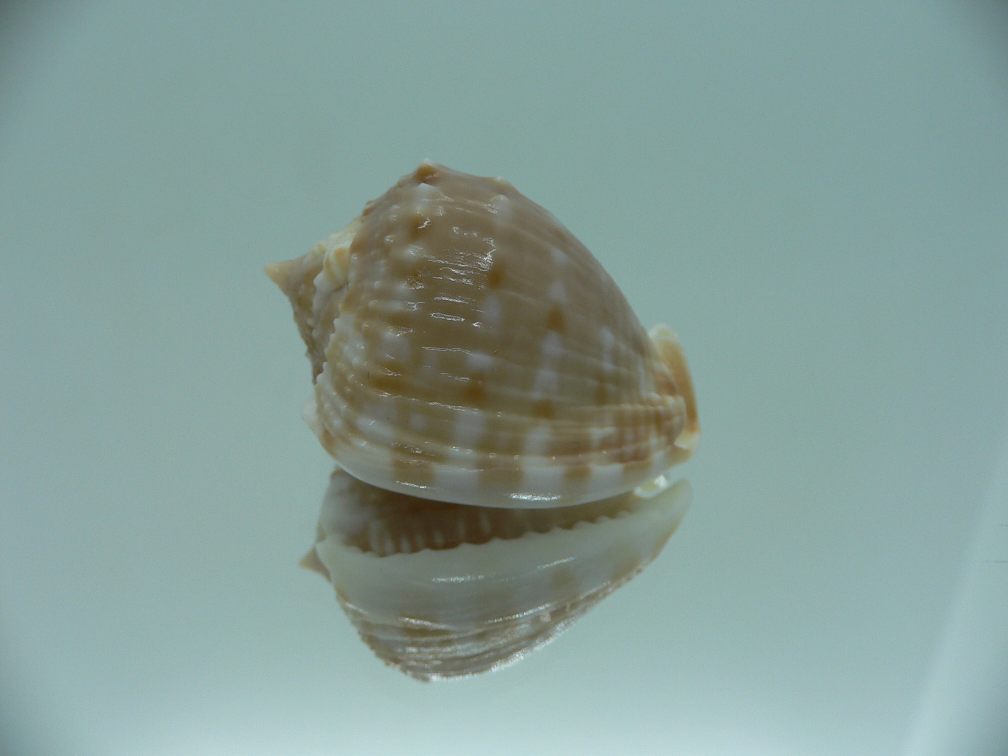 Cassis tessellata DWARF