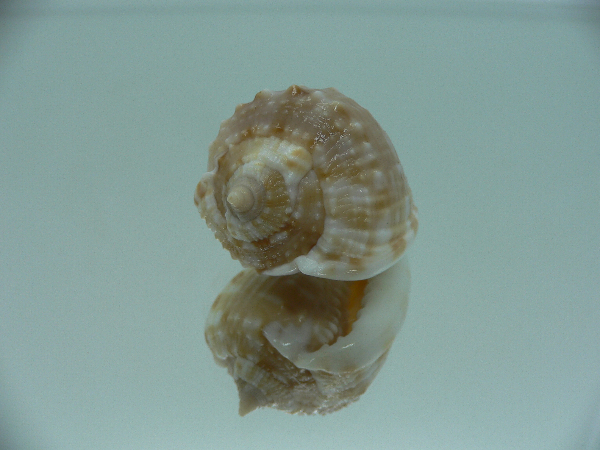 Cassis tessellata DWARF