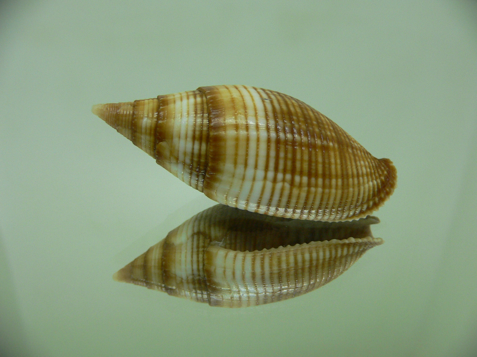 Strigatella ambiqua