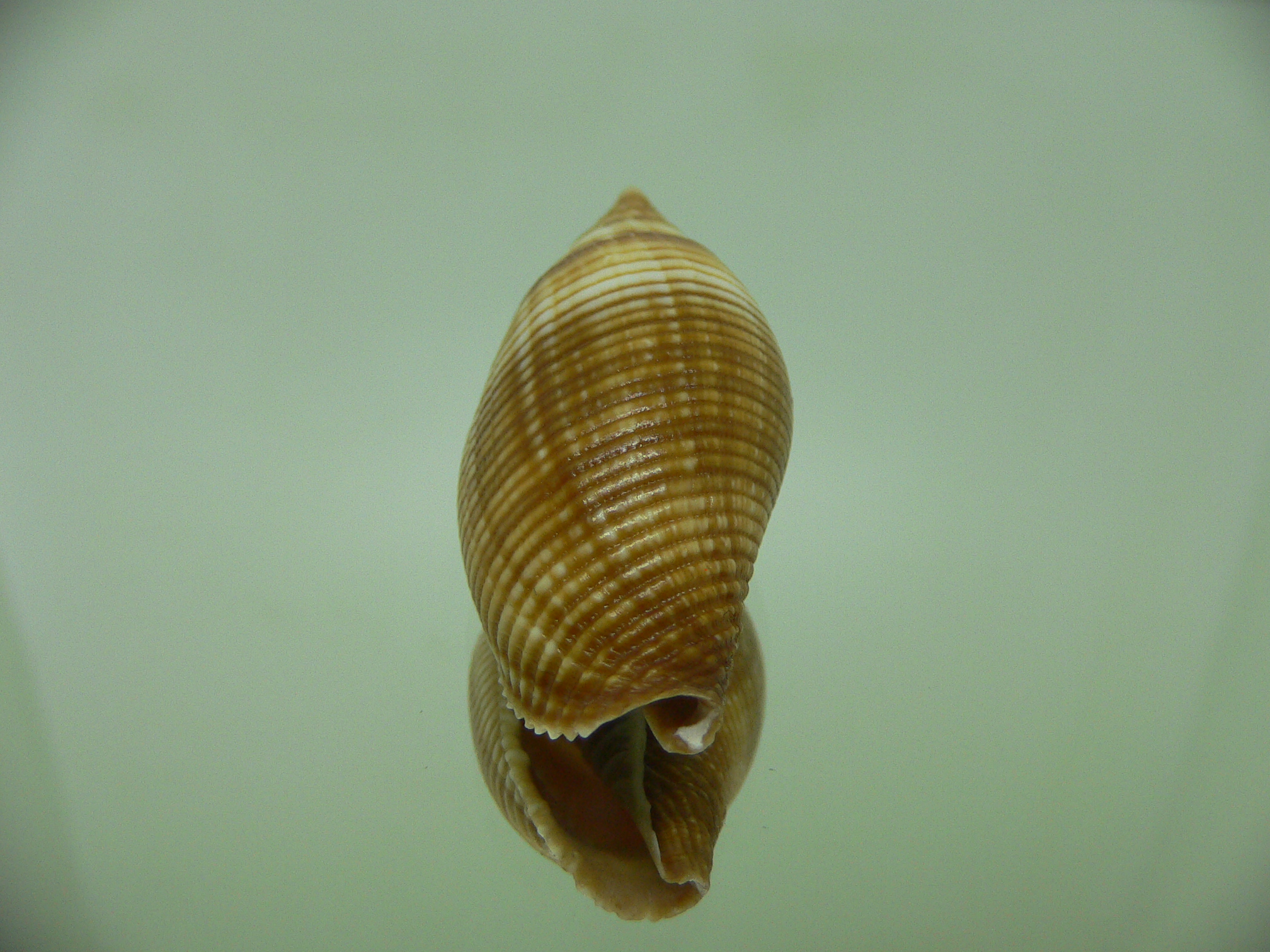 Strigatella ambiqua