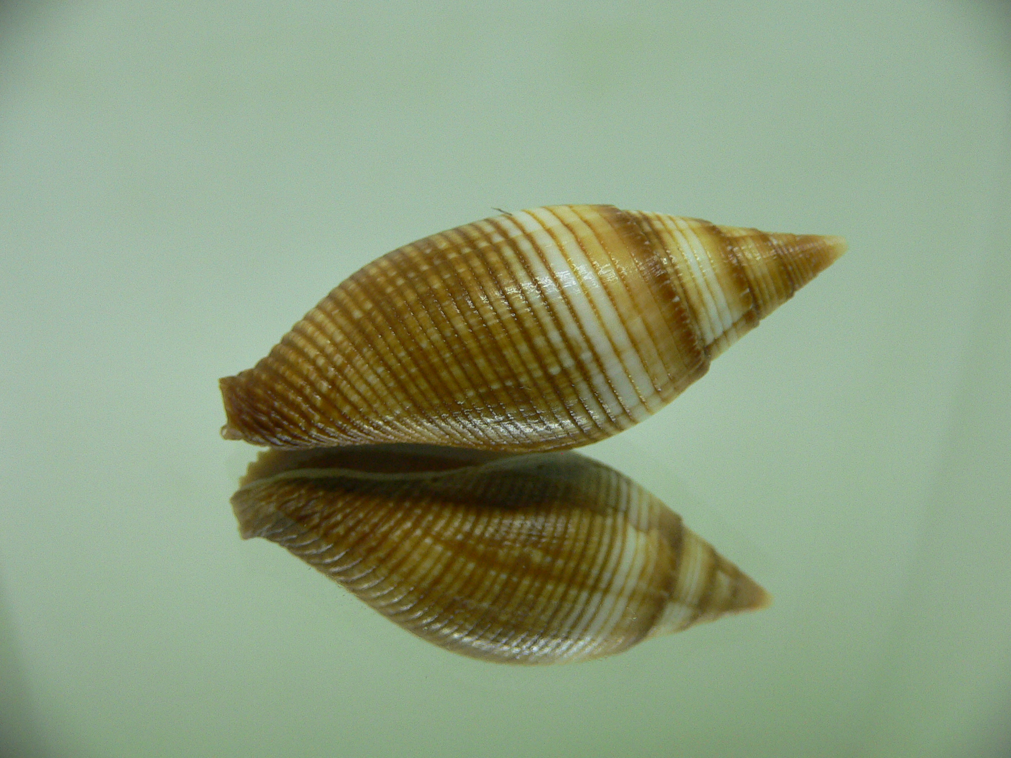 Strigatella ambiqua